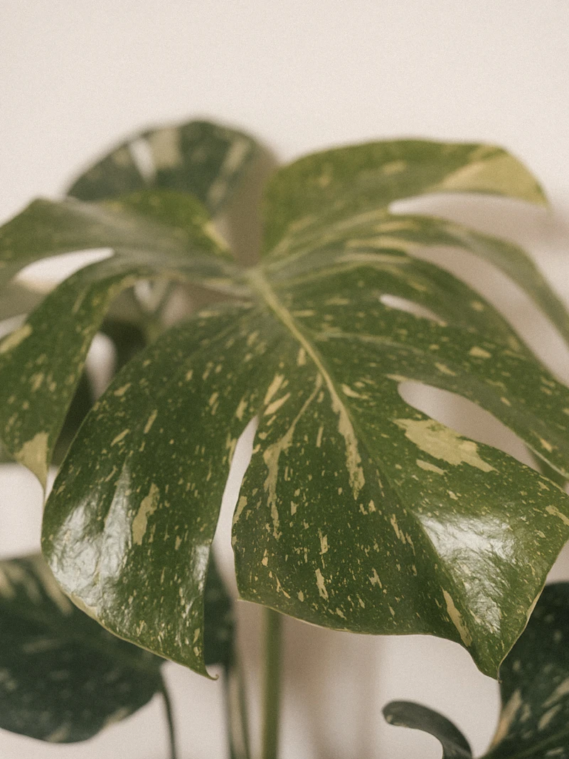Variegation Reversion Under Low Light