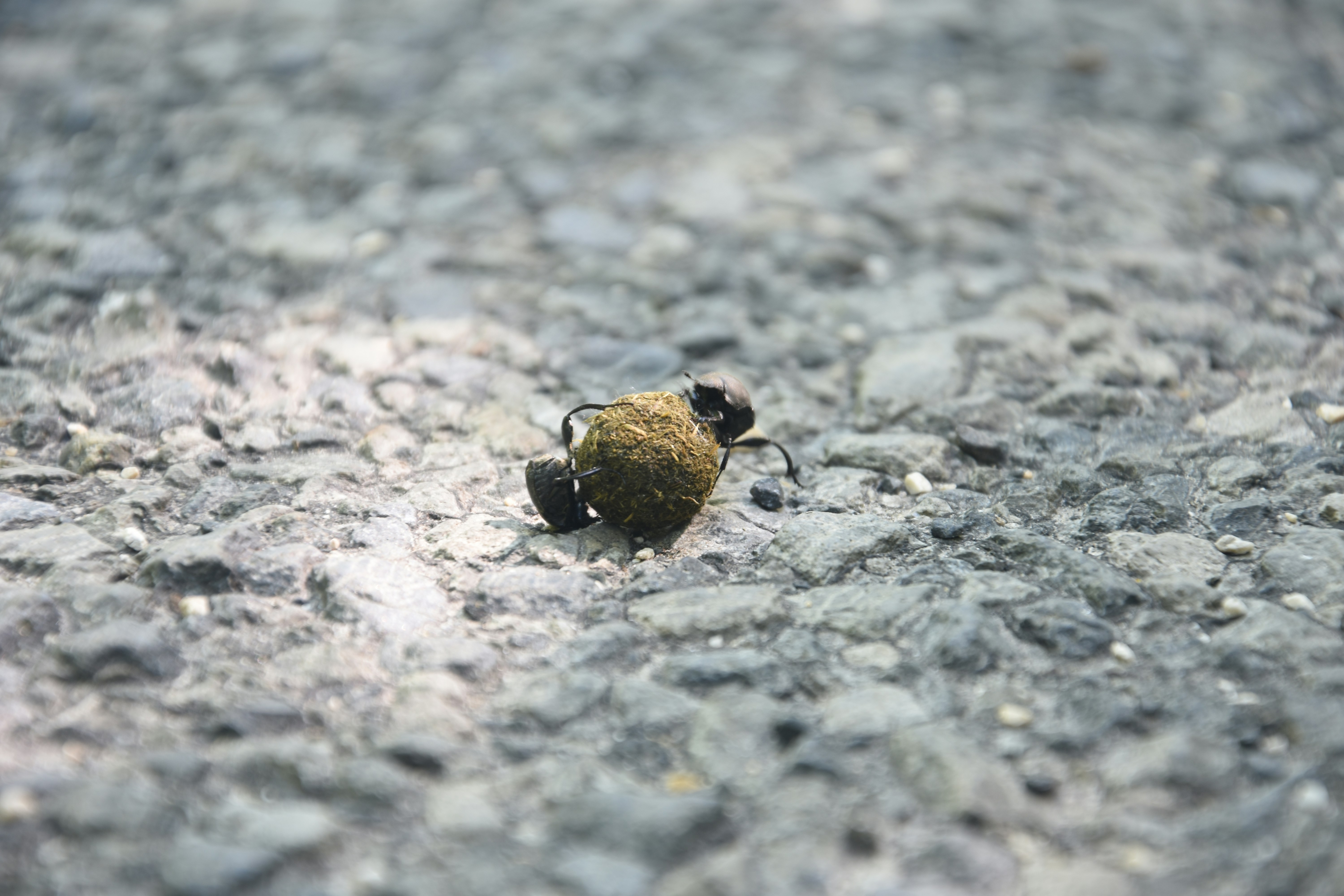 Um pequeno caracol se movendo lentamente sobre uma superfície de textura cinza.