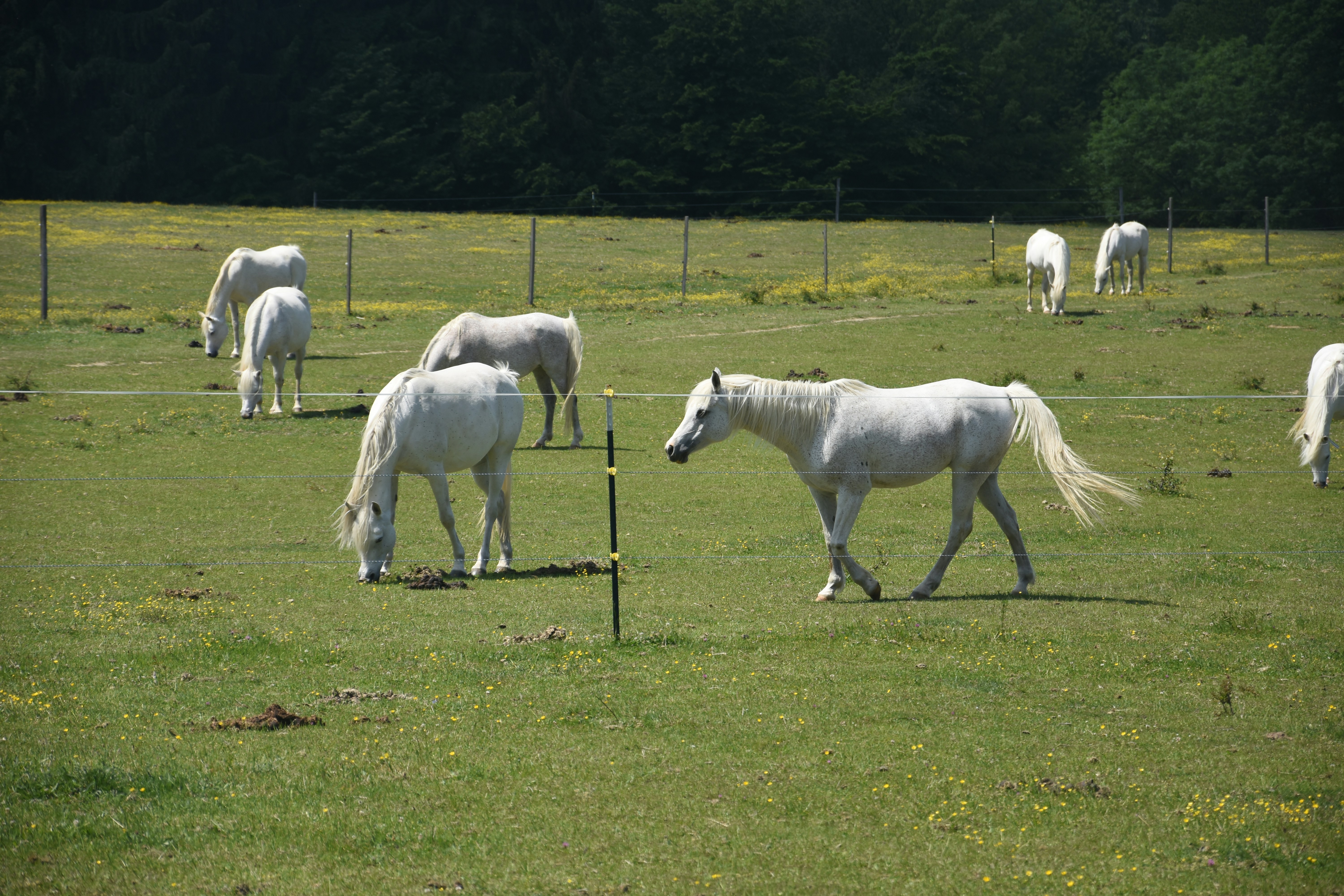Photo by gyulavari