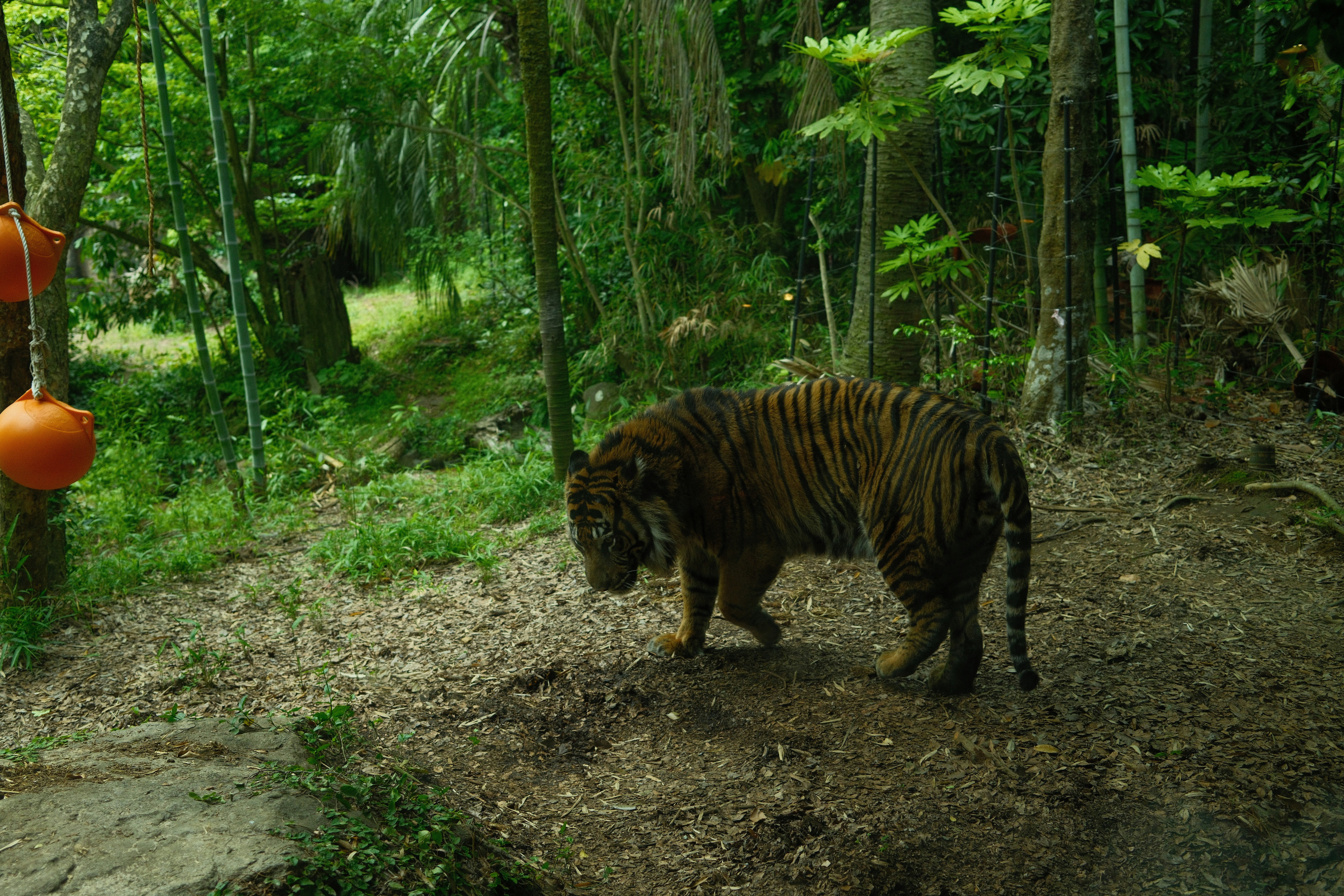 Seekor harimau berjalan melalui hutan hijau subur.