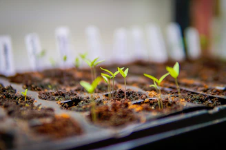 Tiny green seedlings sprout from soil in a seed tray