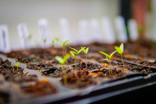 Tiny green seedlings sprout from soil in a seed tray