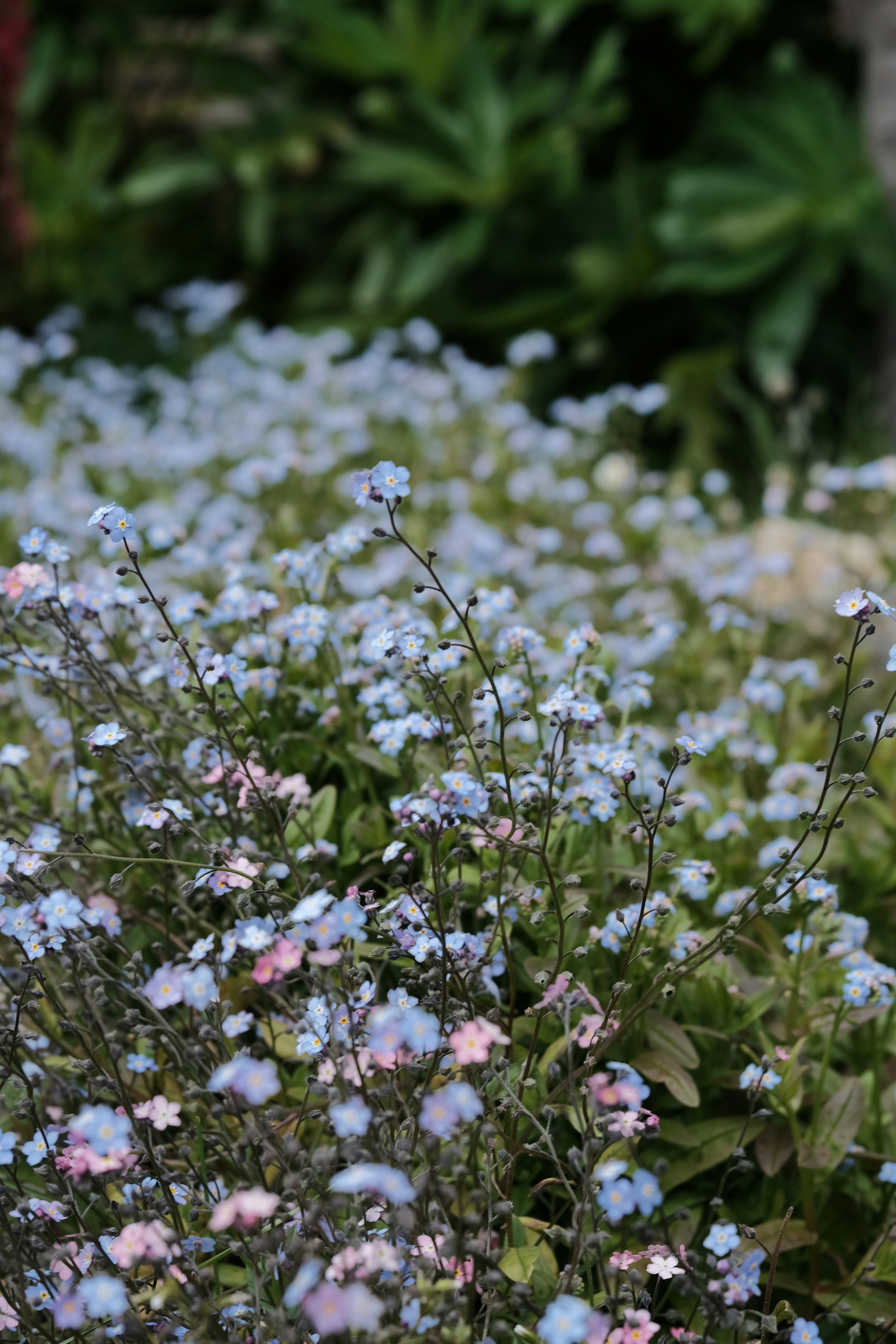 Nahaufnahme einer Topfpflanze mit blauen Blten Foto  Kostenloses Bild zum  Thema Blume auf Unsplash