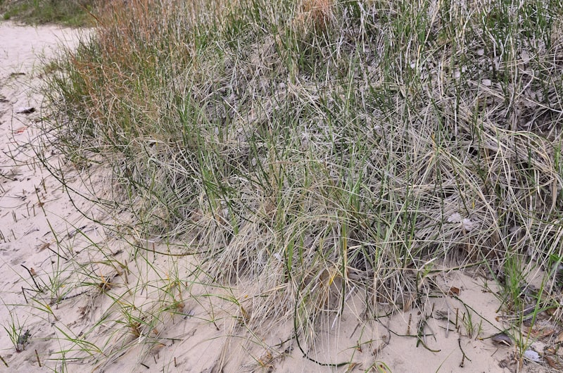 Indiana Dunes