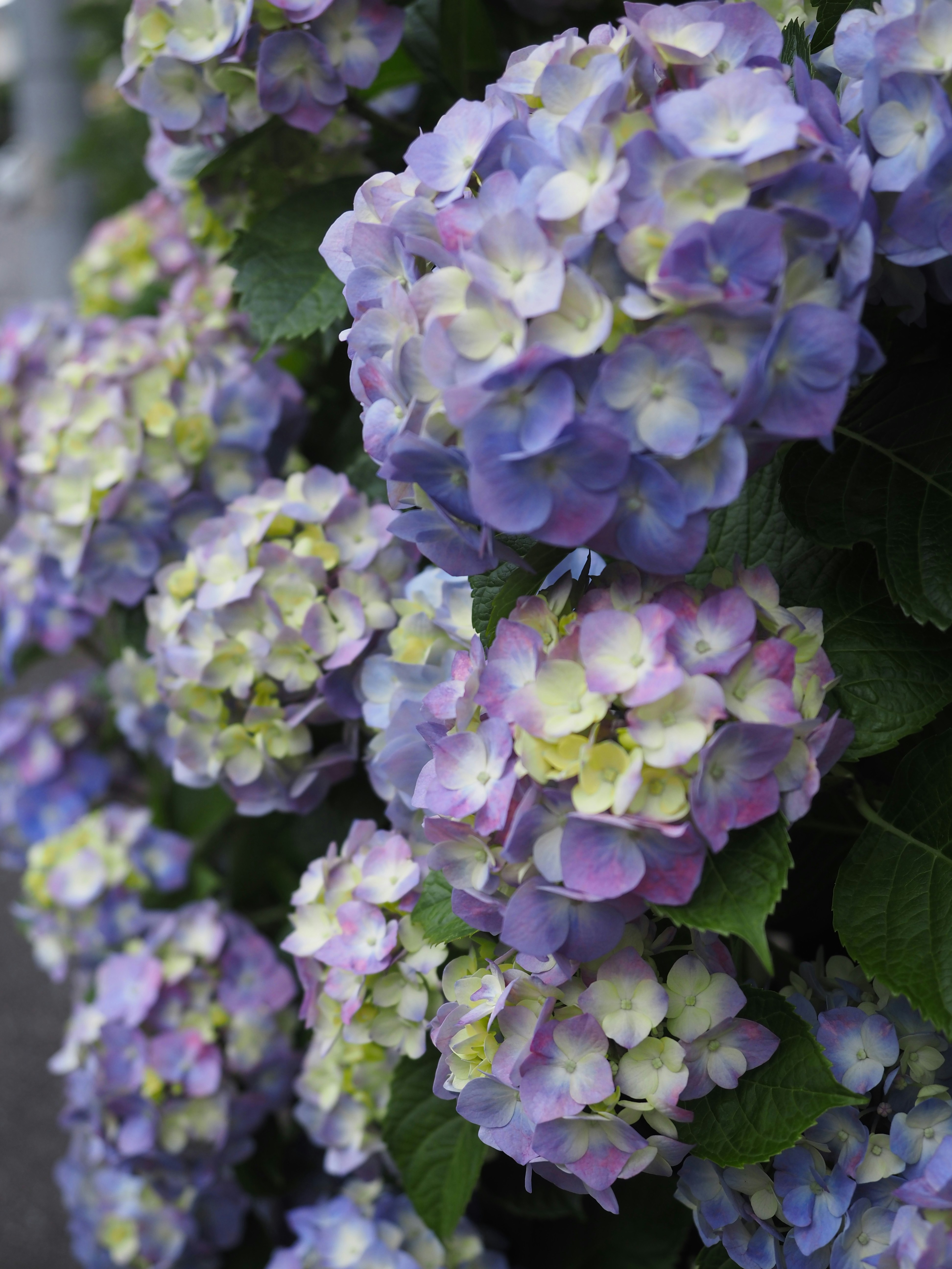 De magnifiques fleurs d’hortensias violettes et jaunes qui fleurissent dans un jardin.