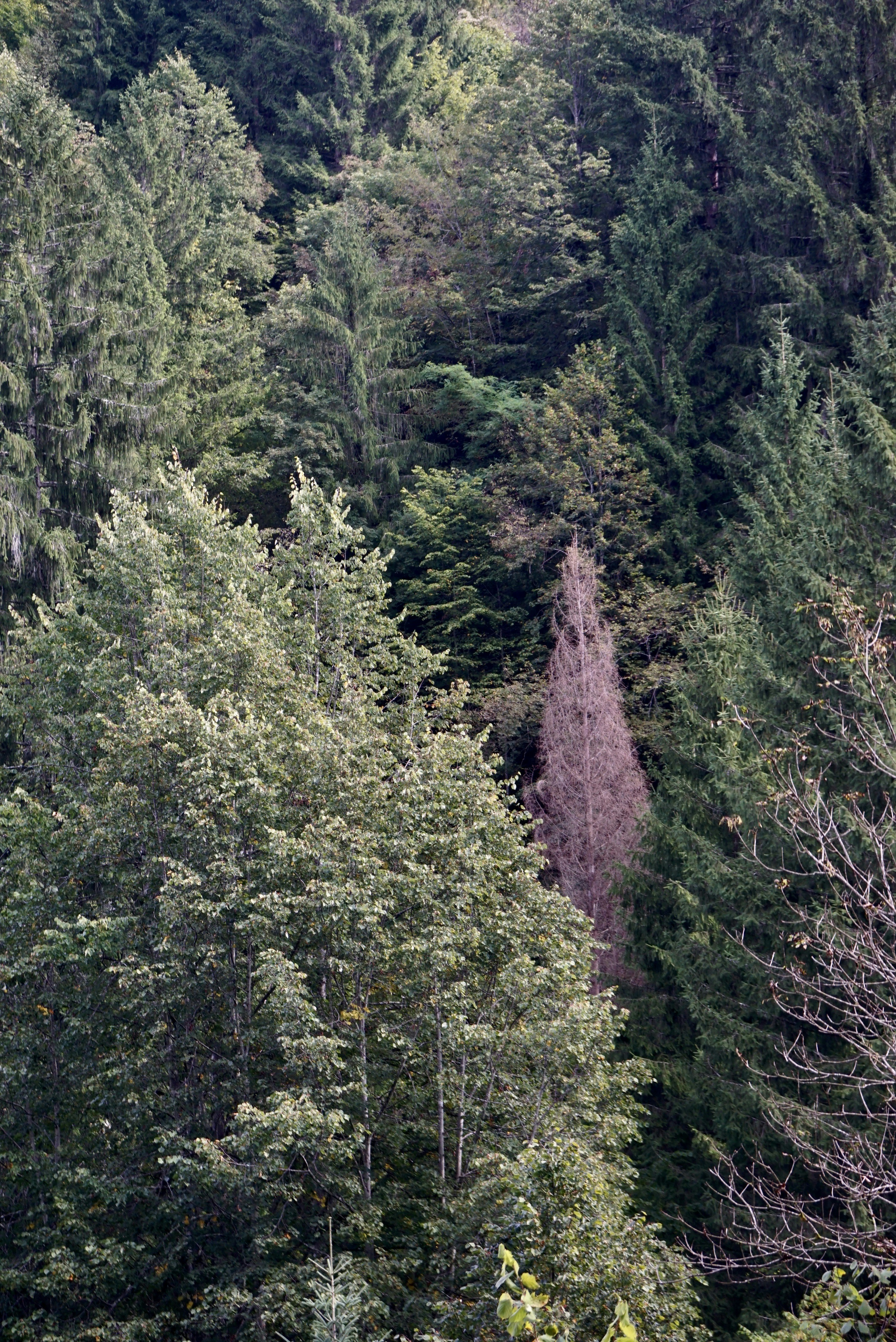 Dense green forest with a single prominent dead brown tree.