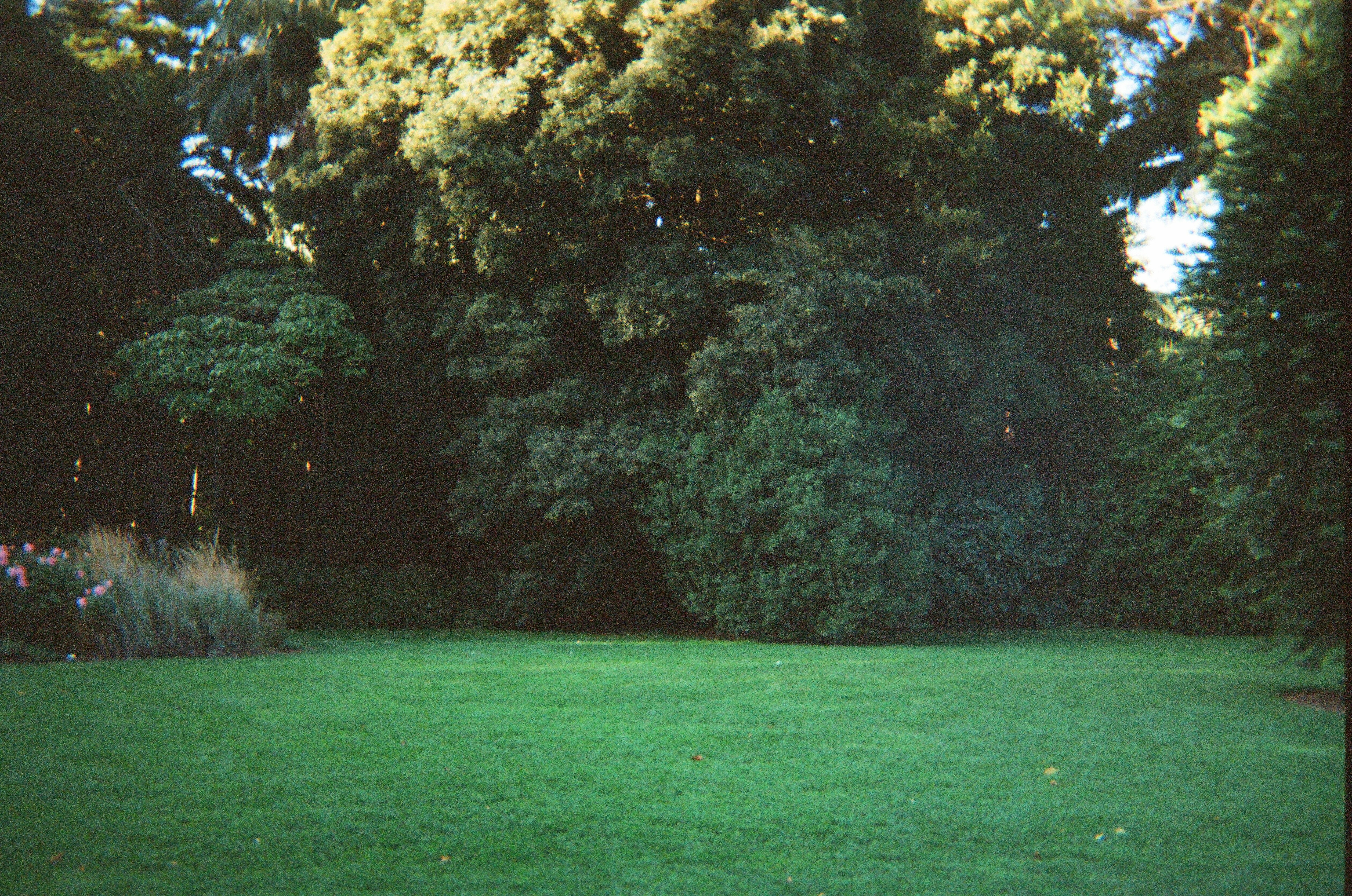 Lush green lawn edged by dense trees