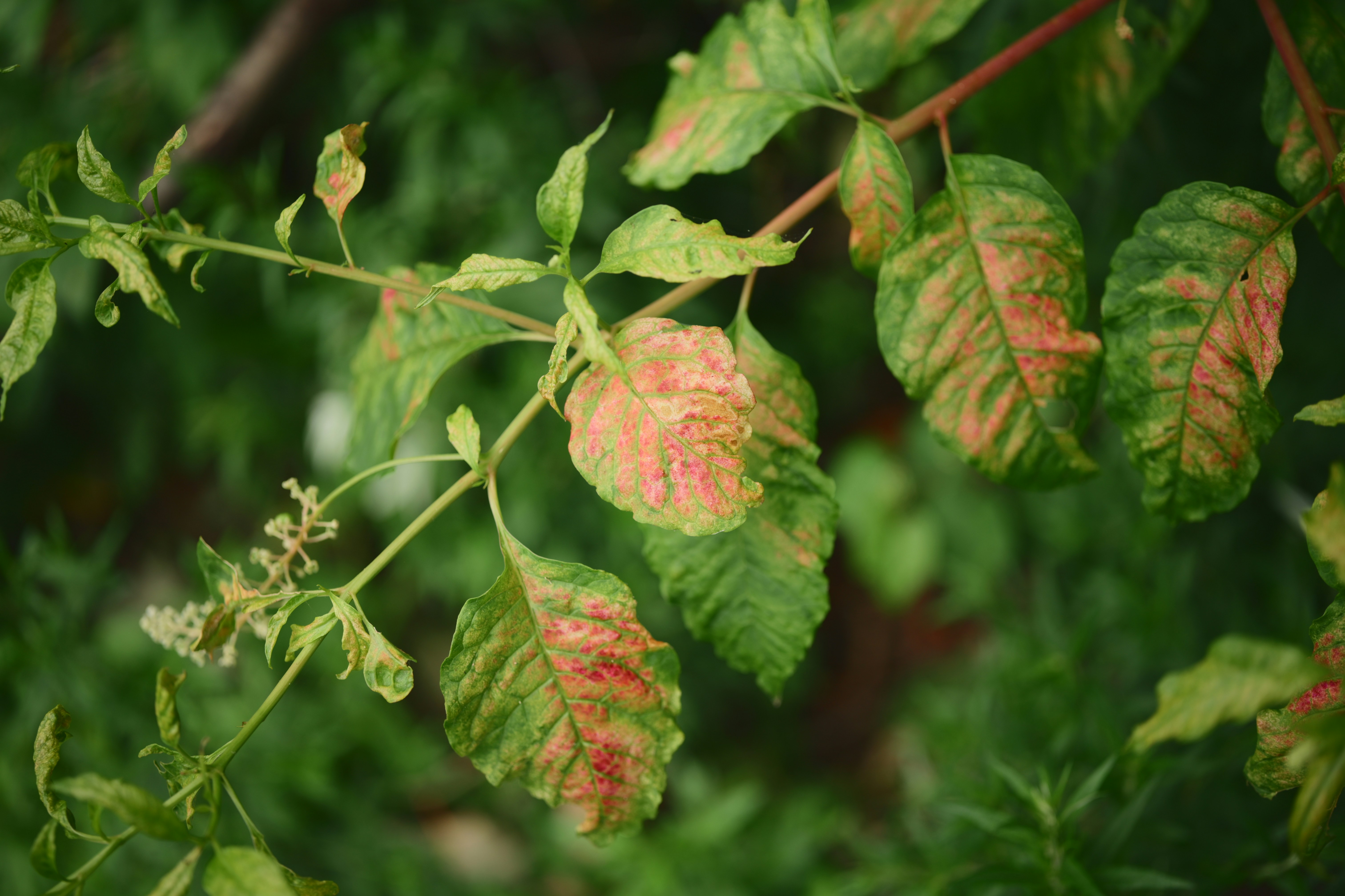 Feuilles vertes avec une décoloration rouge et orange sur une branche.