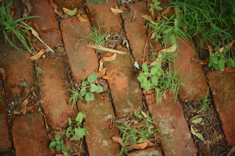 diy weedkill cardiff