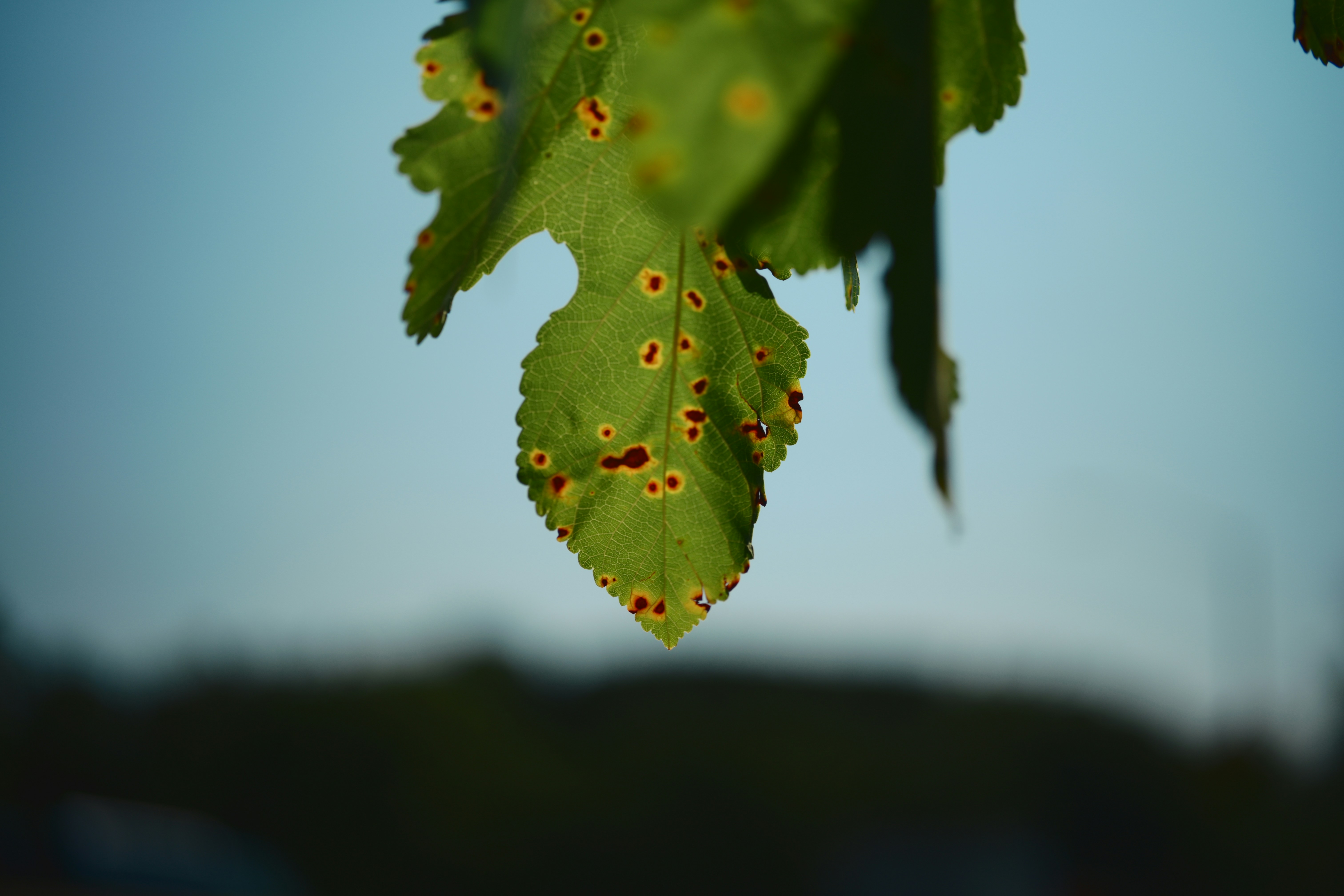 A diseased green leaf with brown spots, a sign of fungal infection rather than overwatering