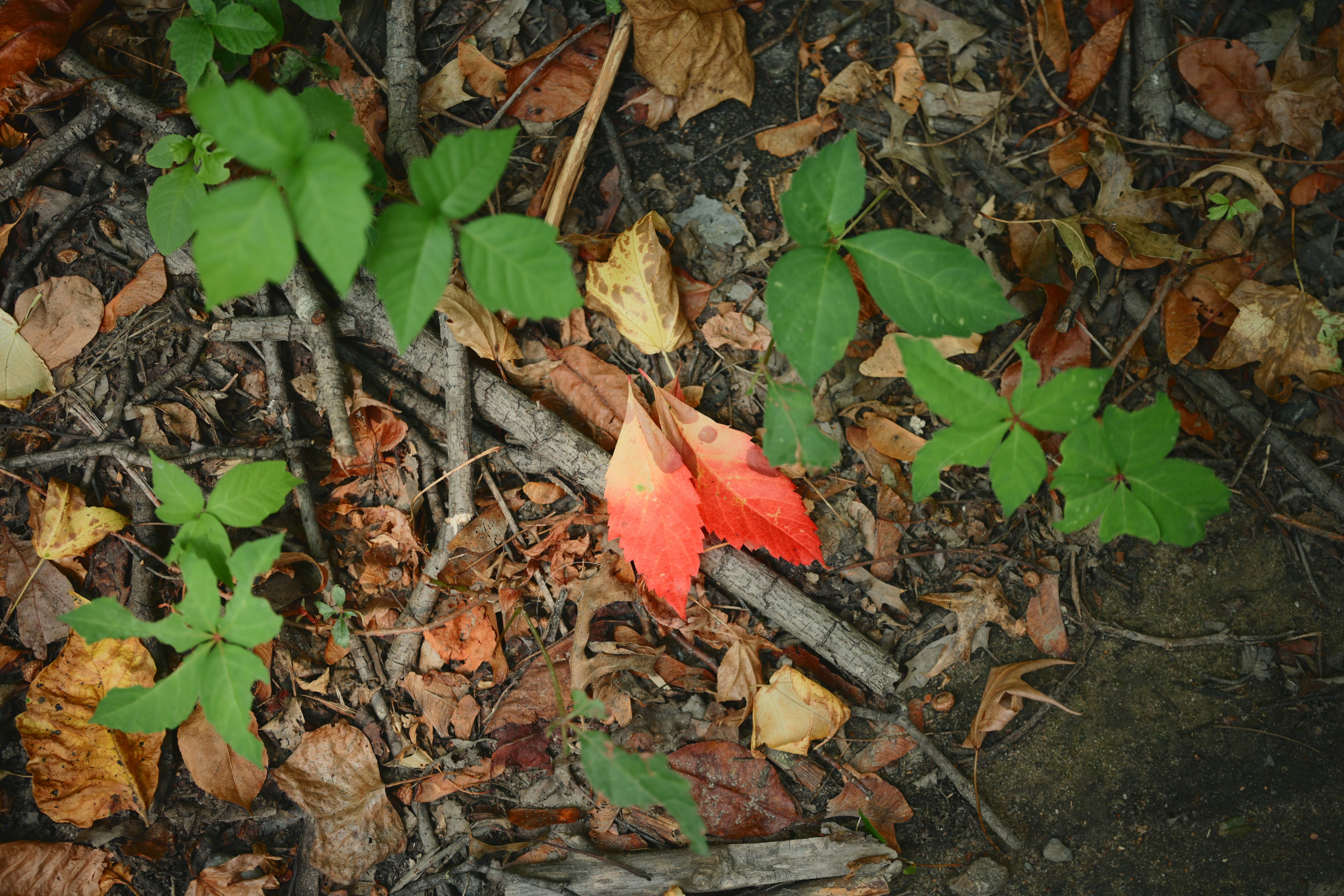Plantas verdes y una hoja roja vibrante sobre el suelo del bosque.