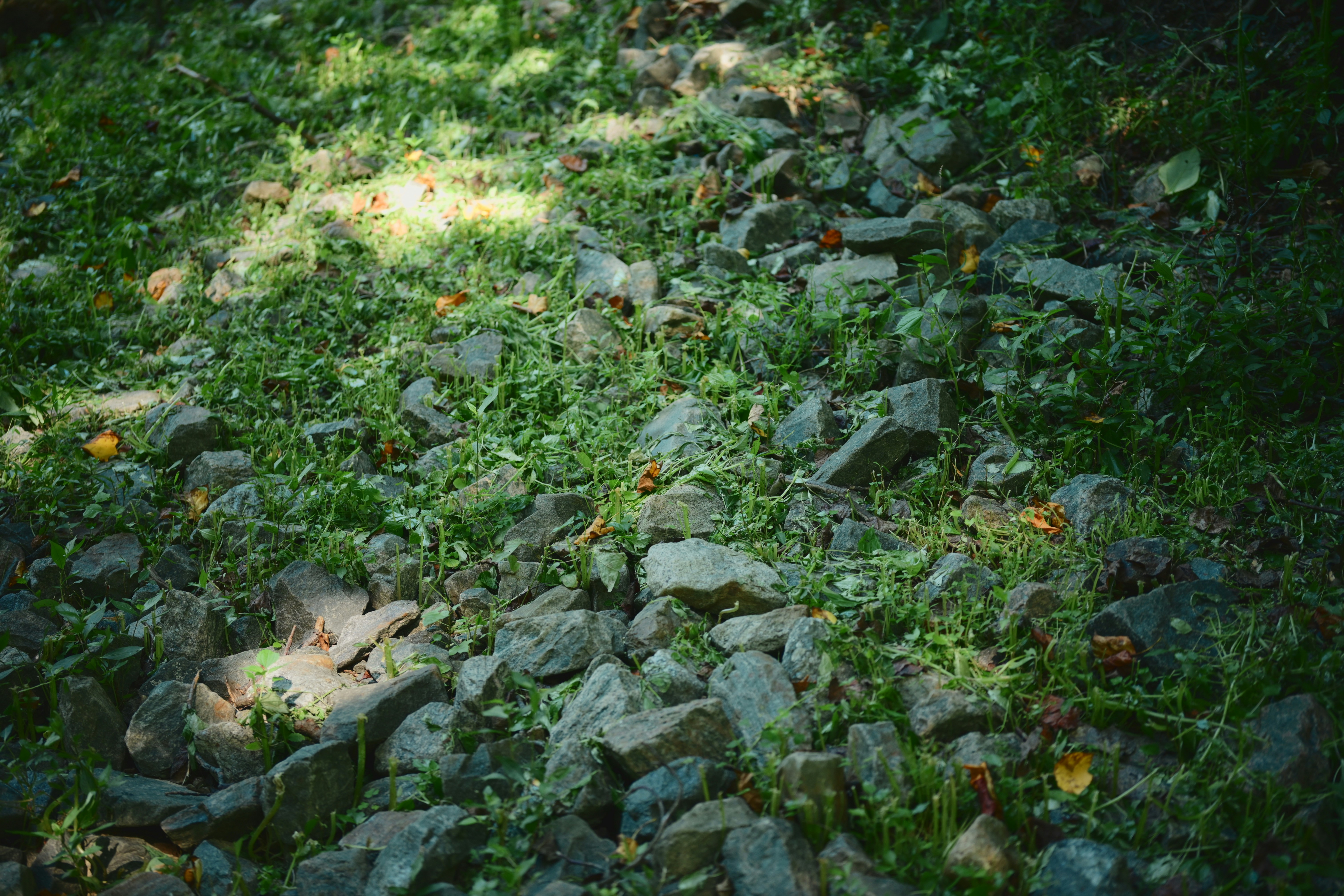 Stones and green grass with scattered leaves and sunlight.