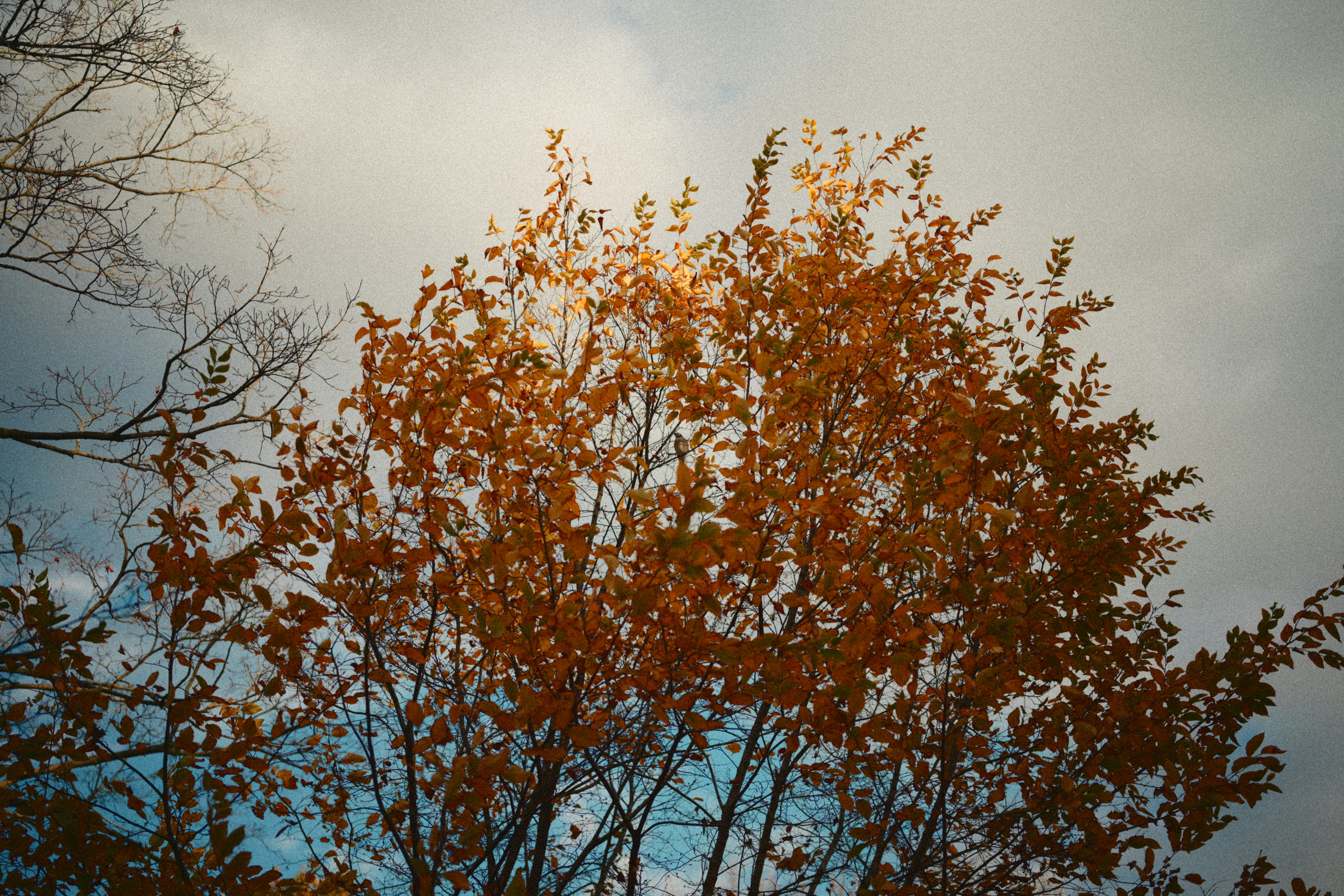 seasonal change