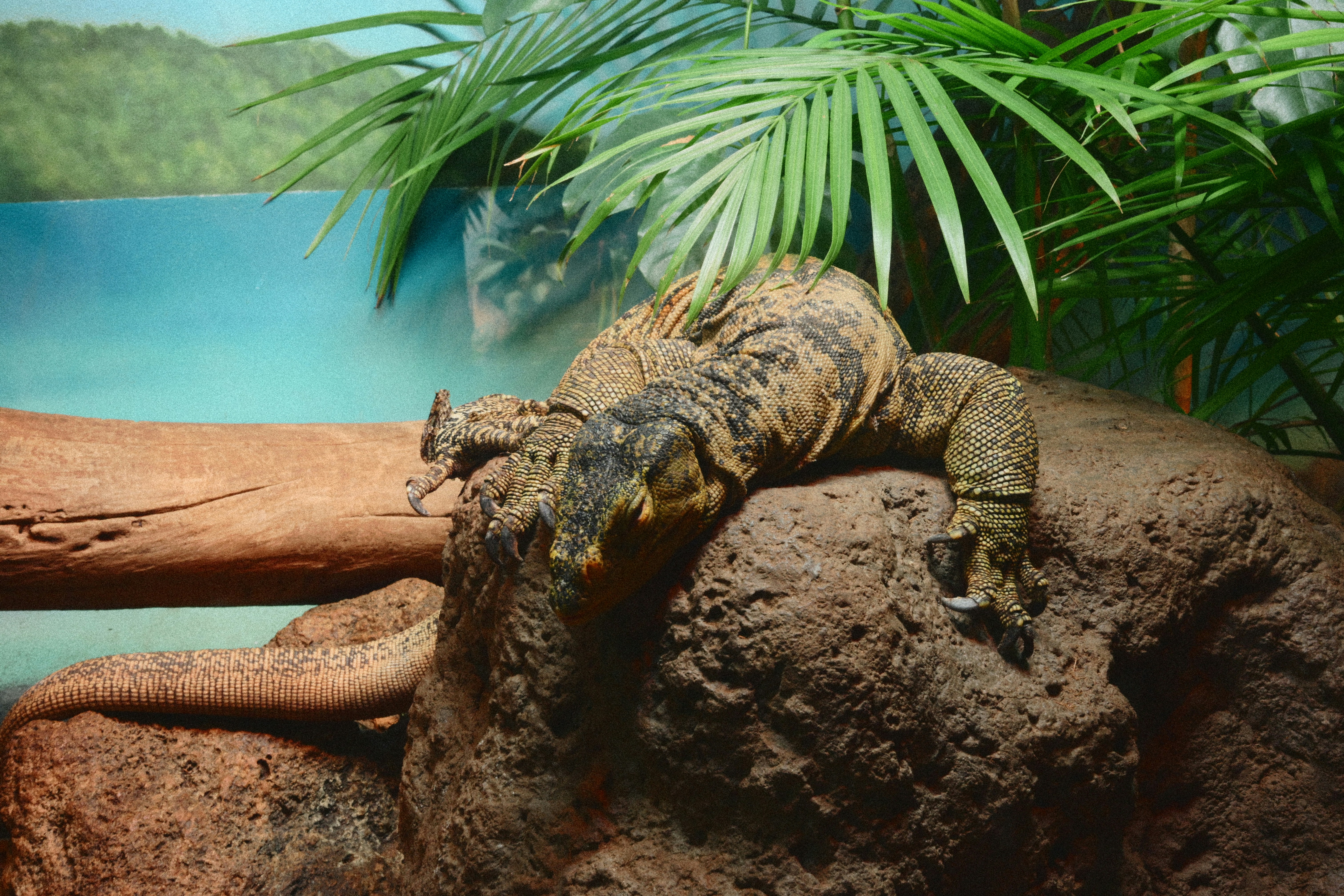 Monitor lizard resting on a rock with tropical foliage - Free Photo on ...