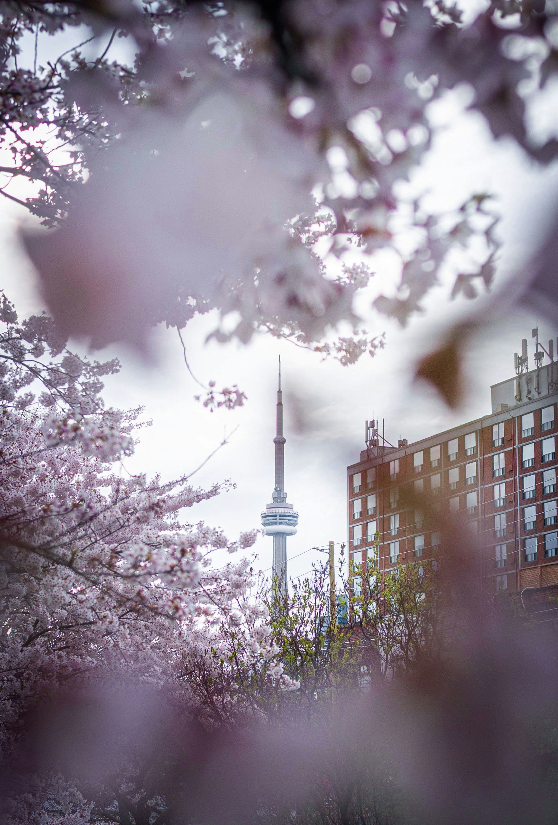 Cn tower framed by beautiful pink cherry blossoms.