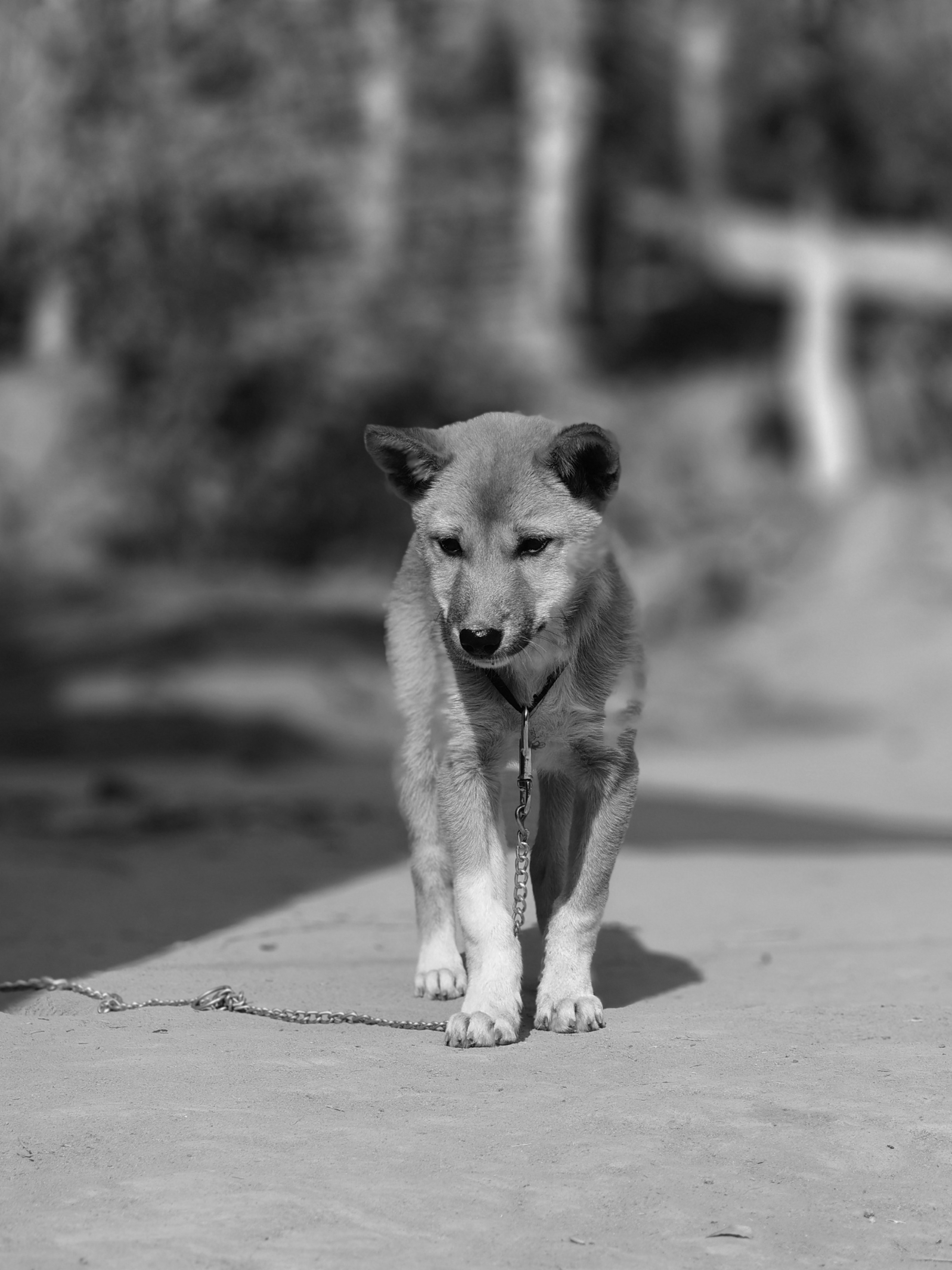 Un cucciolo bianco e nero al guinzaglio all'aperto.