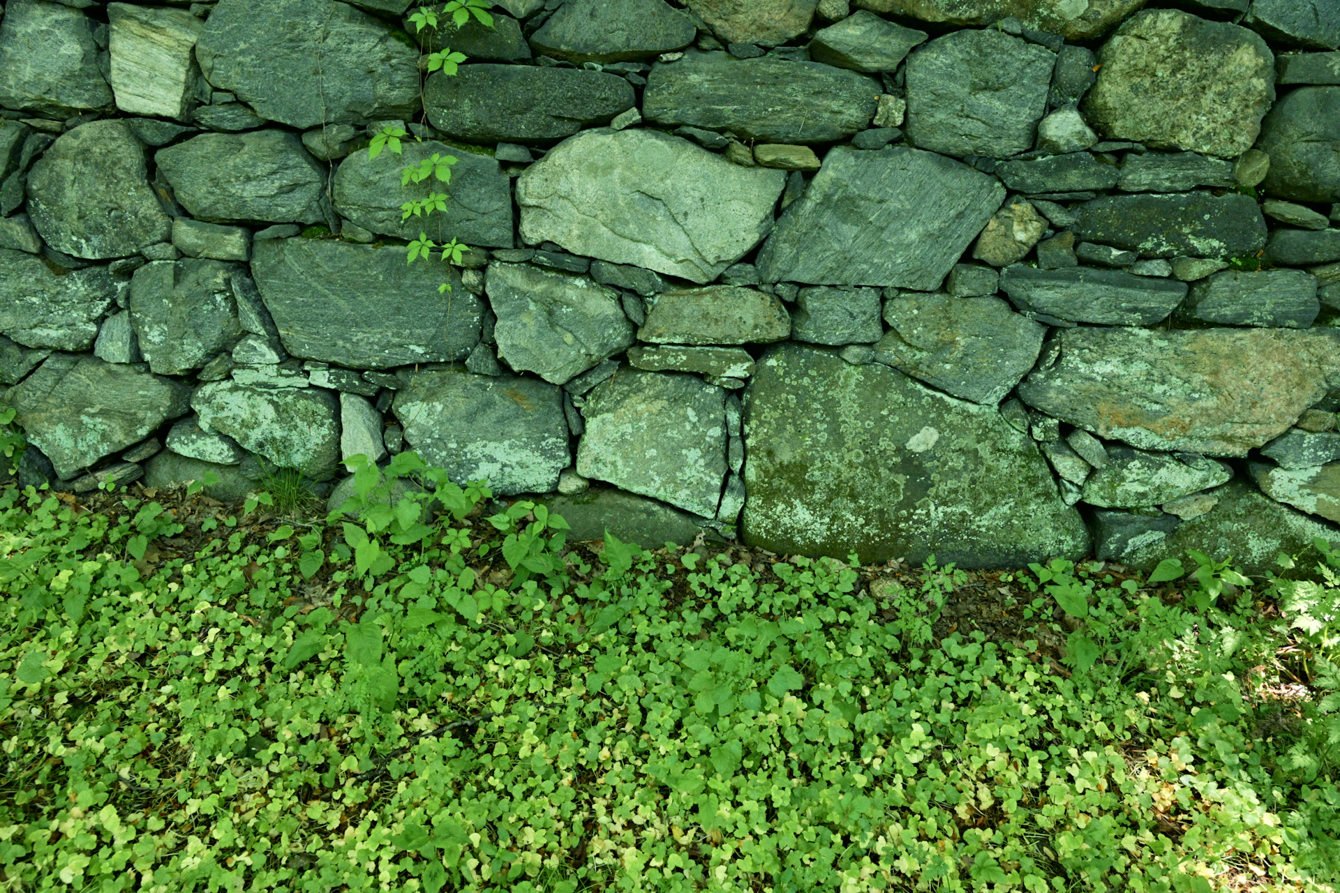 A rustic stone wall with green grass and foliage.