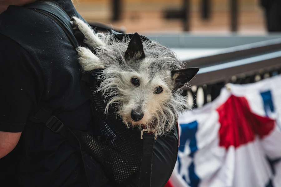 A small dog peeking out from a pet travel carrier