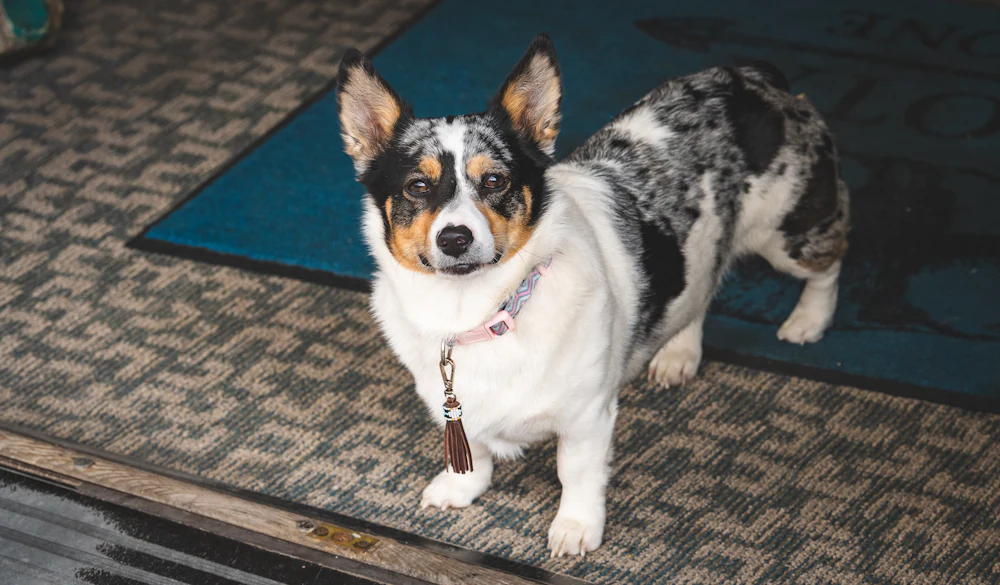 Cardigan Welsh Corgi, photo 2