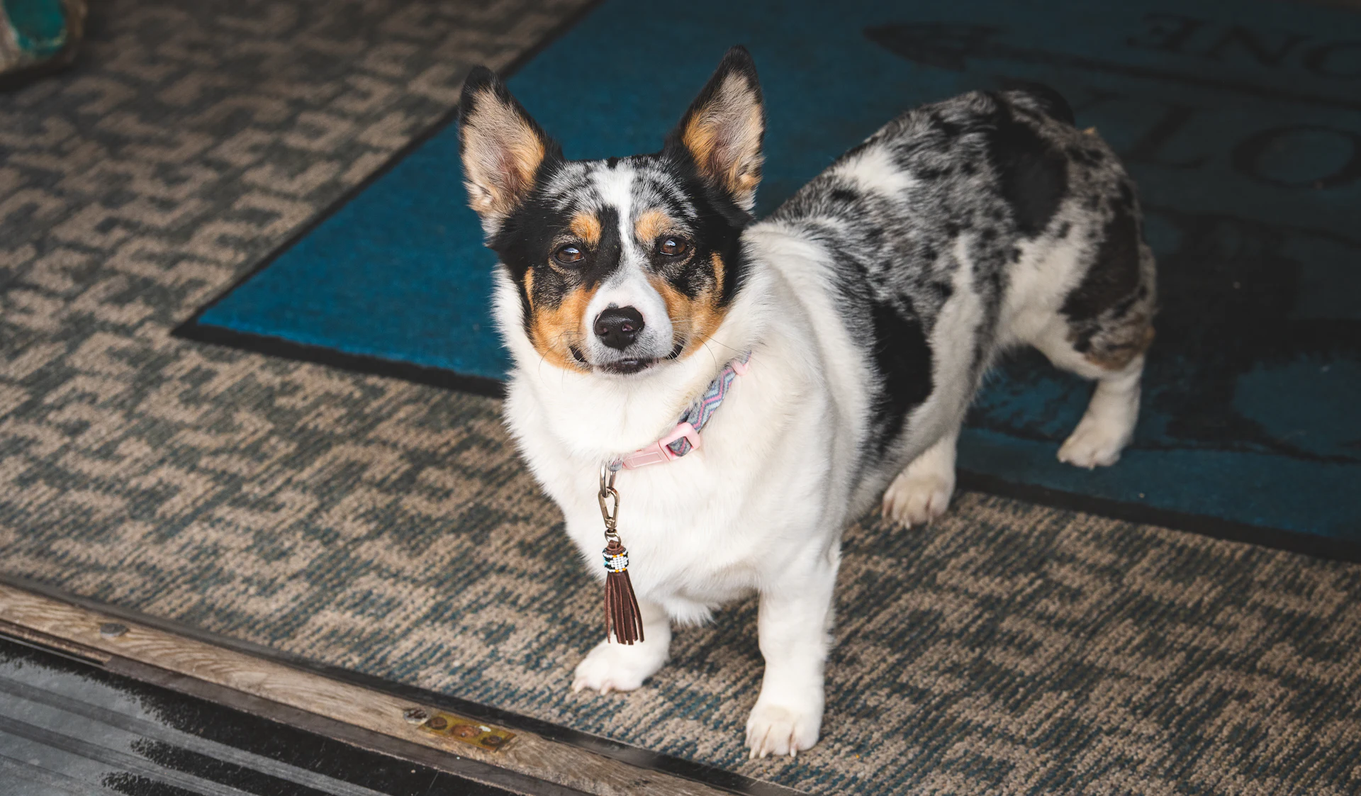 A Cardigan Welsh Corgi