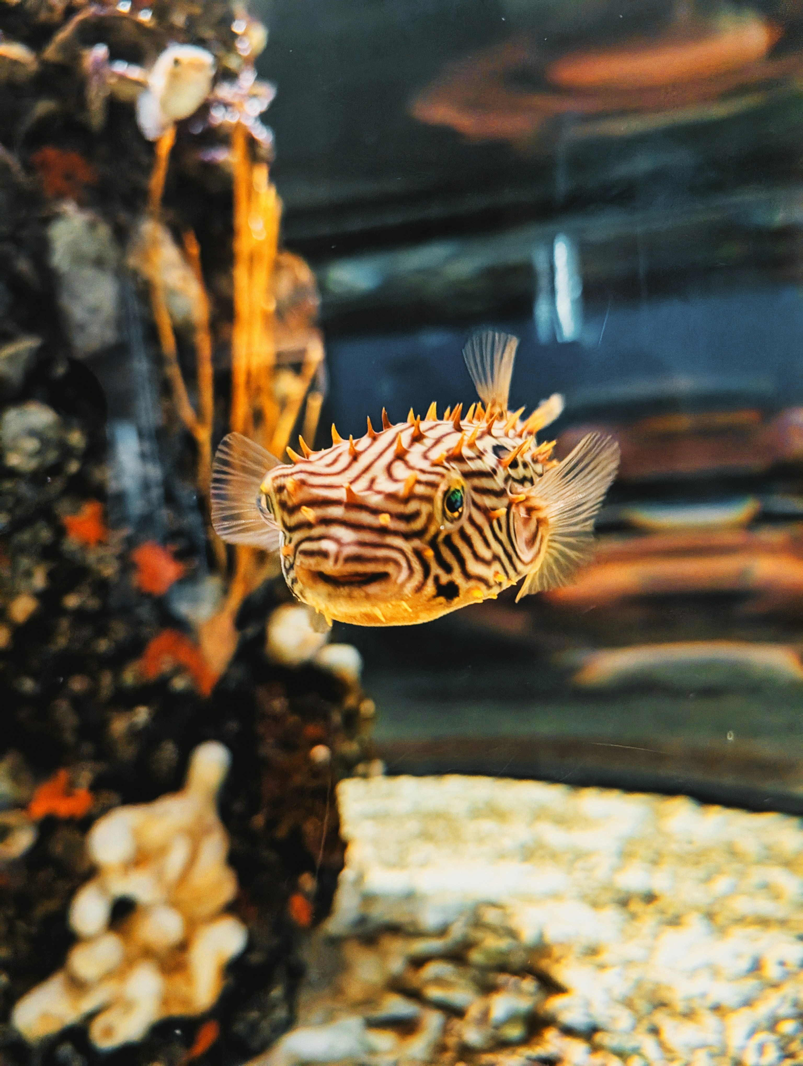 Seekor ikan buntal bergaris dengan duri berenang di akuarium.