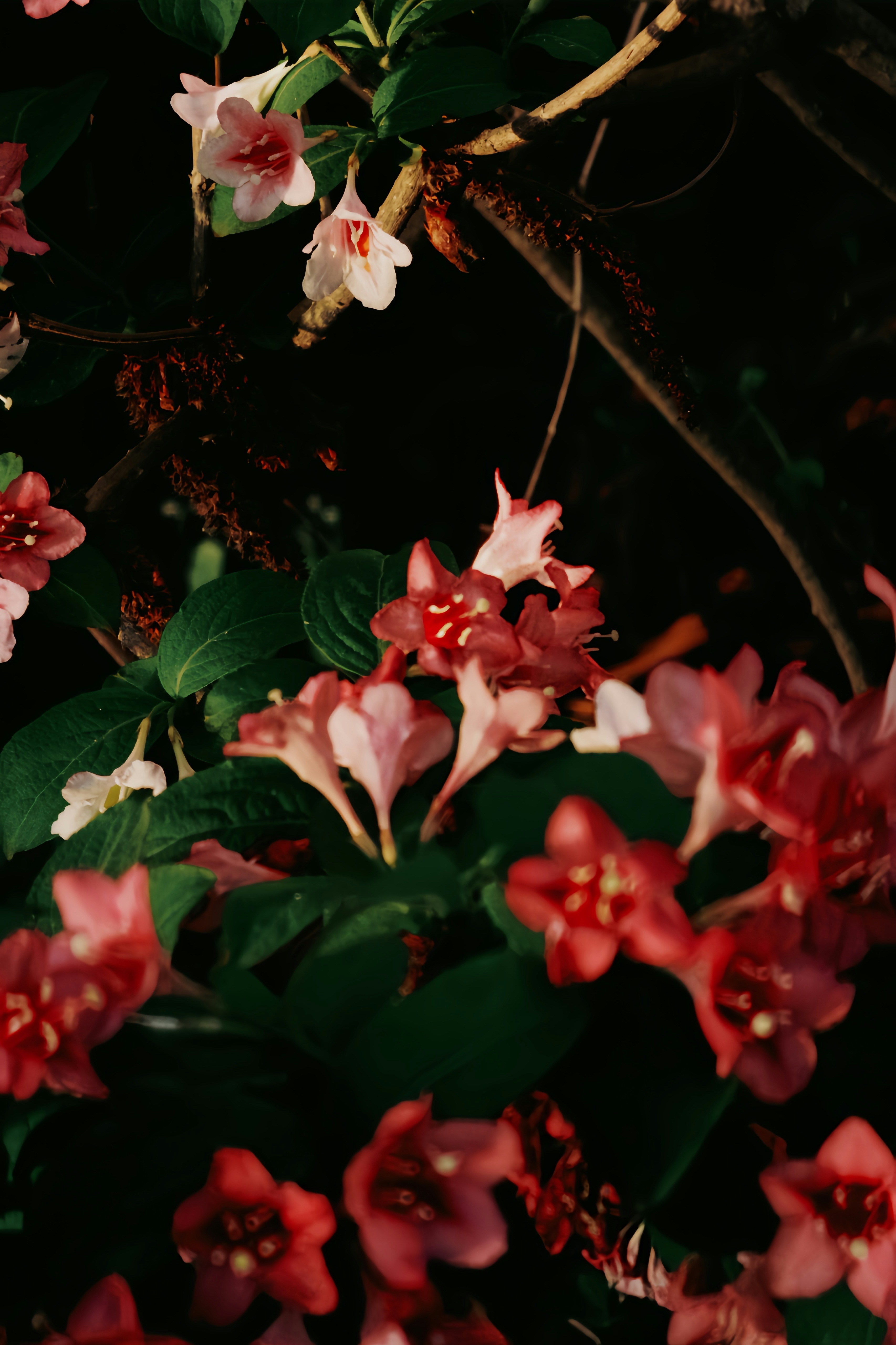 Photo by silvia666