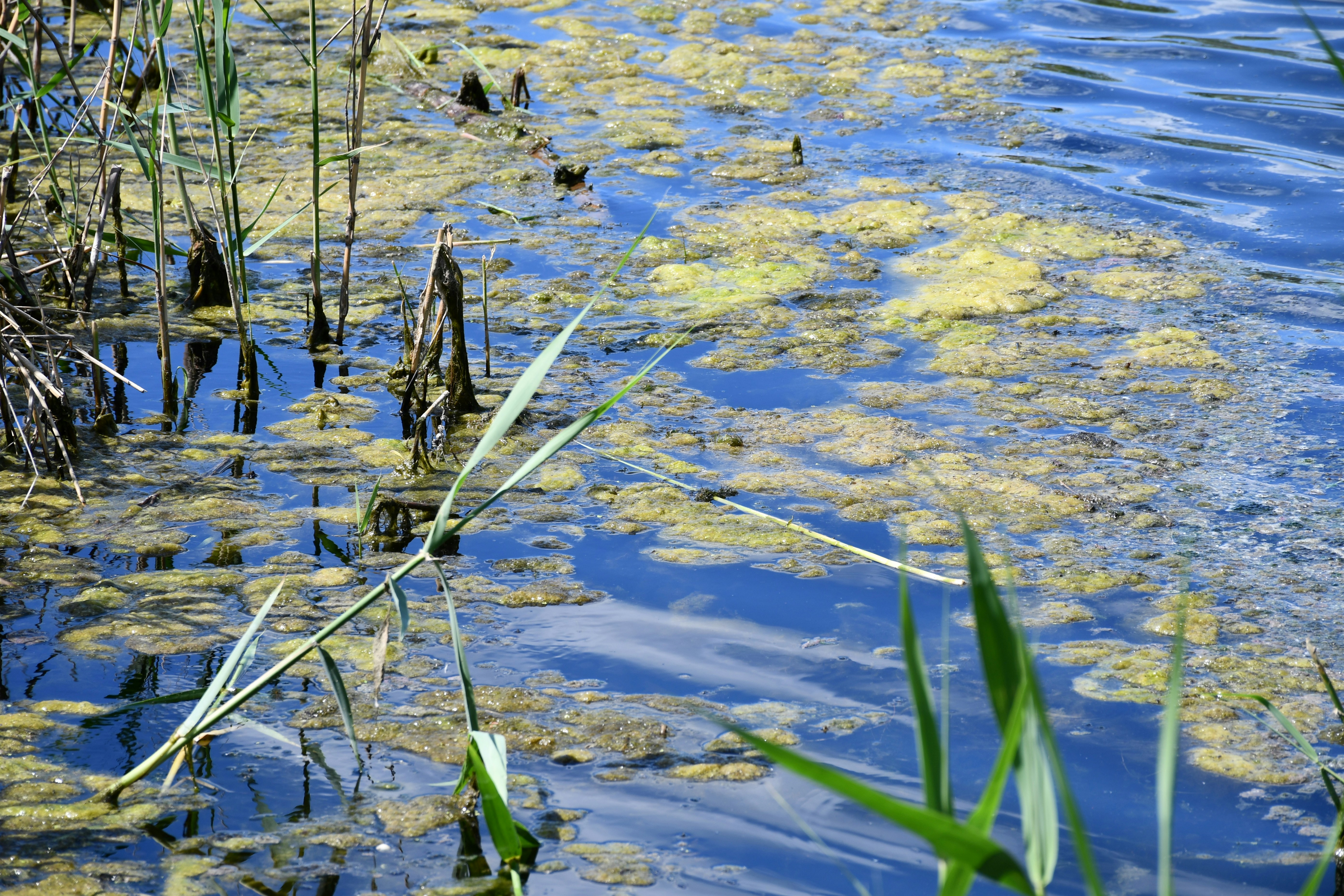 Alghe e canne che galleggiano sull'acqua blu.