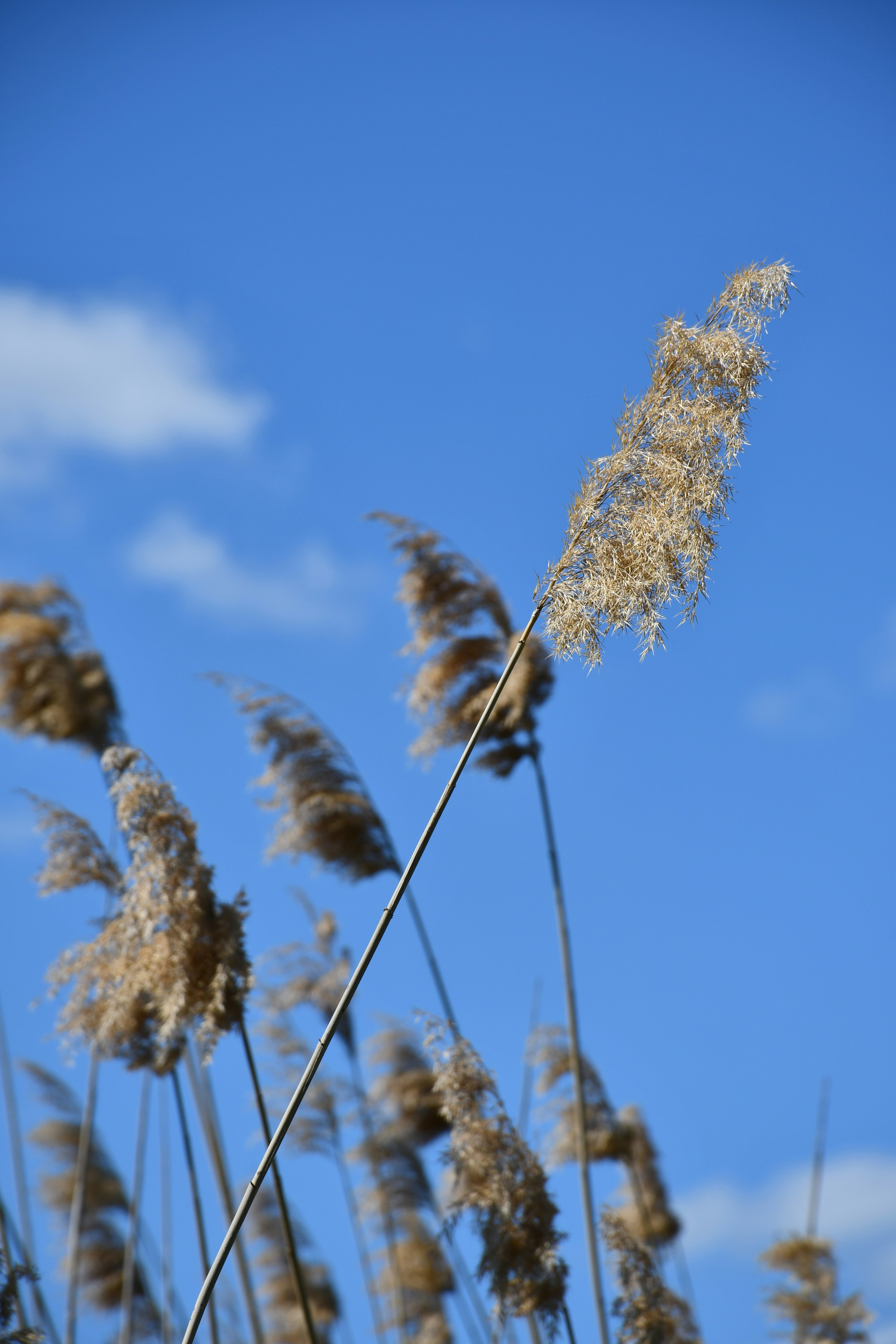 Canne alte e secche ondeggiano dolcemente contro un cielo azzurro limpido.