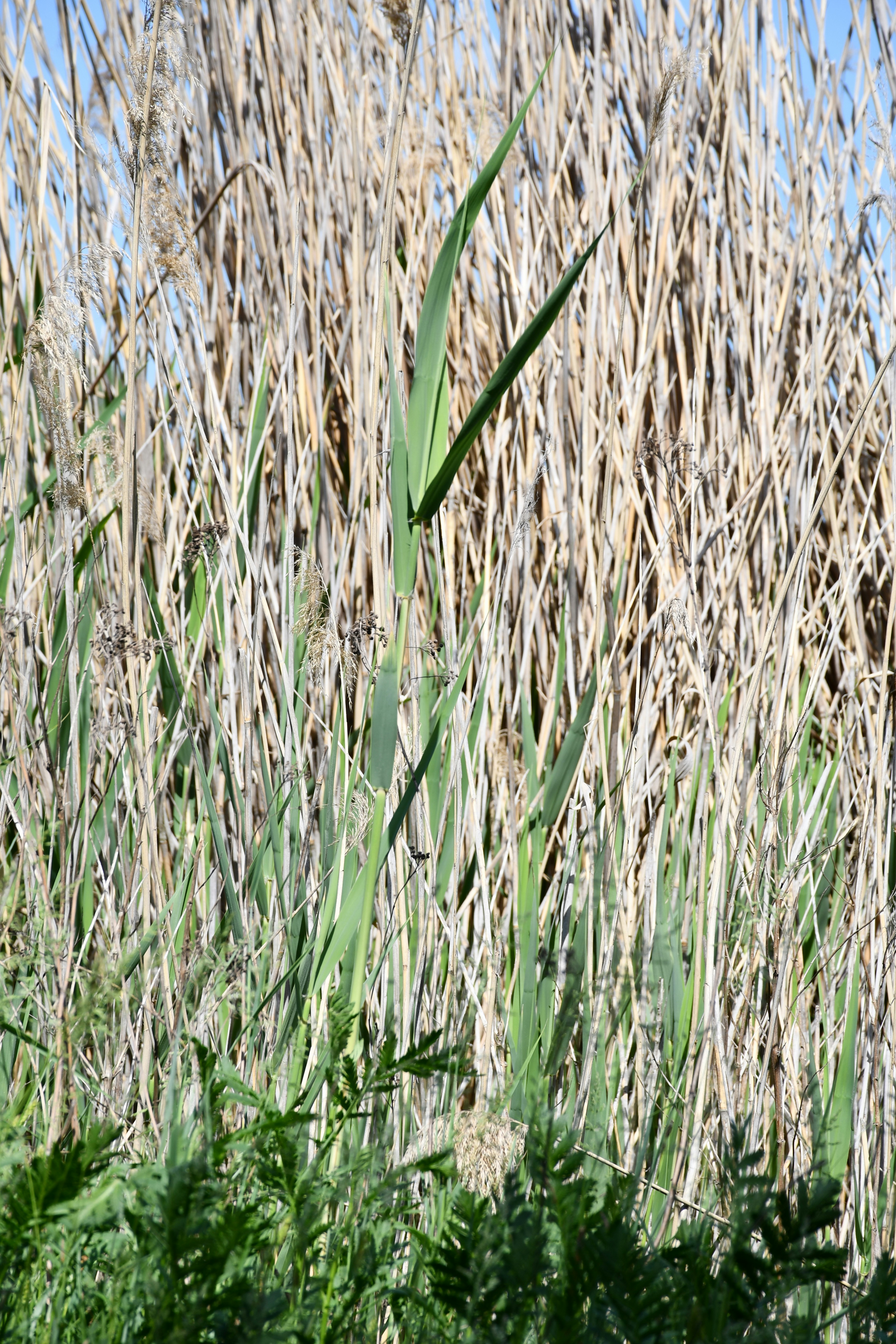 Lush green reeds against a backdrop of dry, tall grass.