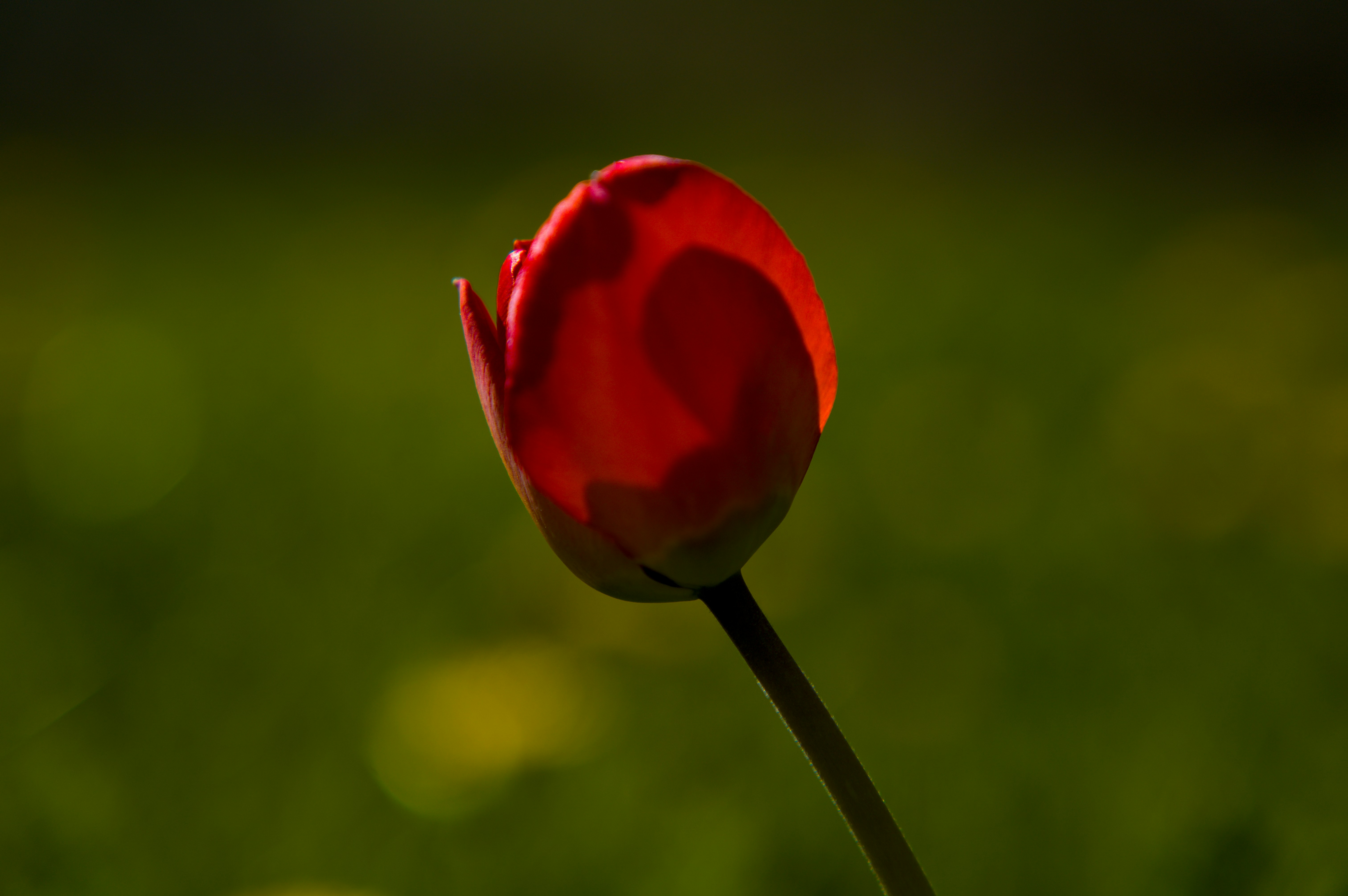 Photo by eizenkopp