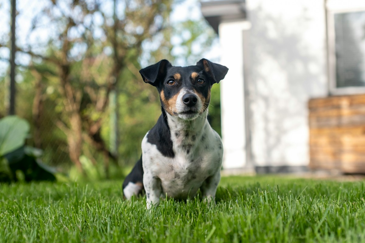 Cão tricolor de pelagem curta sentado na grama do quintal, com a casa ao fundo