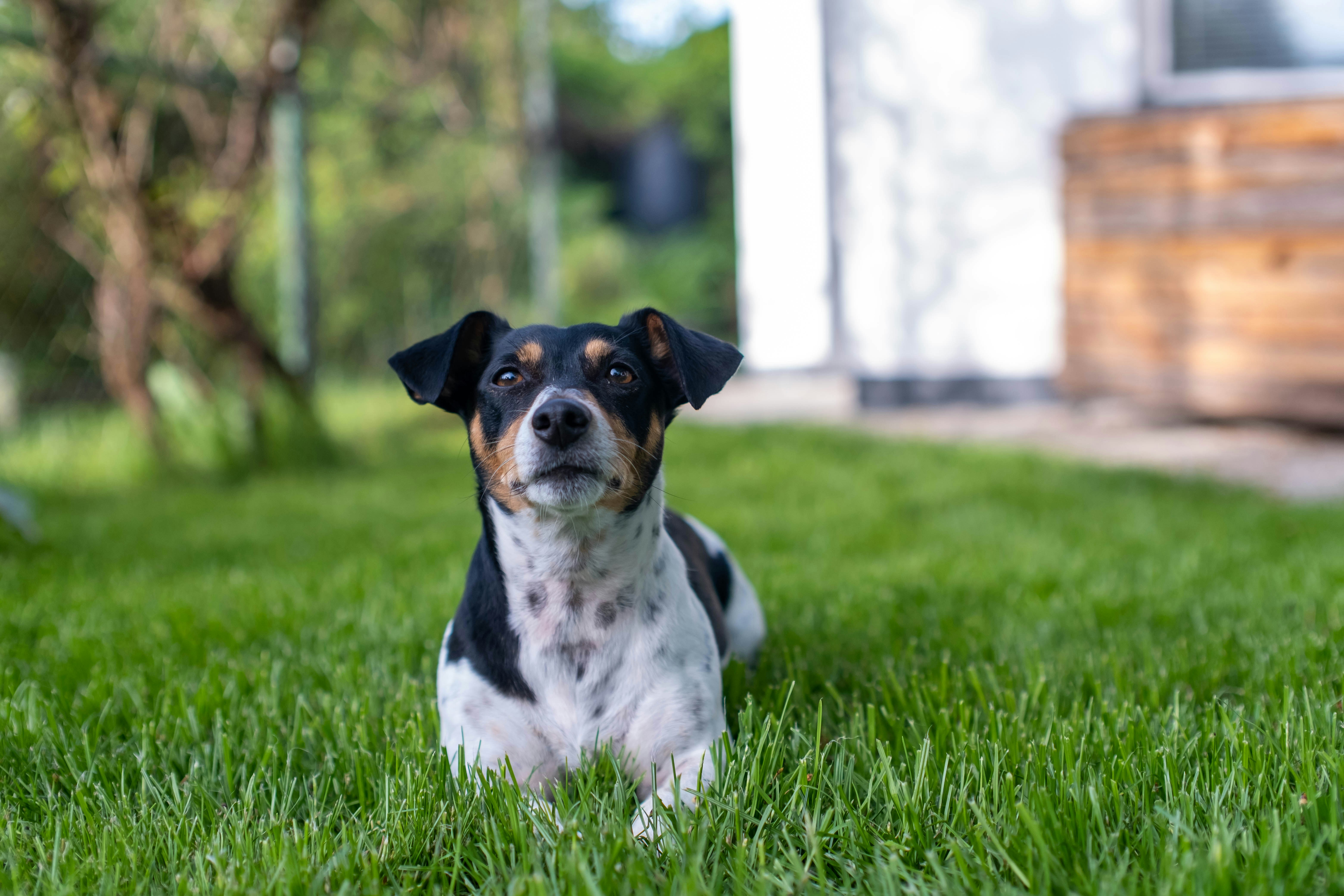 A black and white dog relaxing on vibrant green grass.