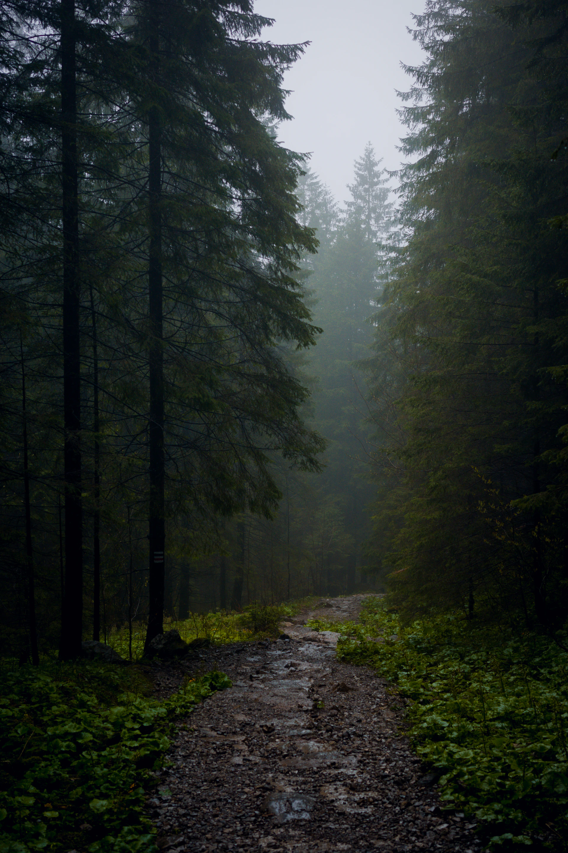 A rocky path winds through a misty, dark evergreen forest.