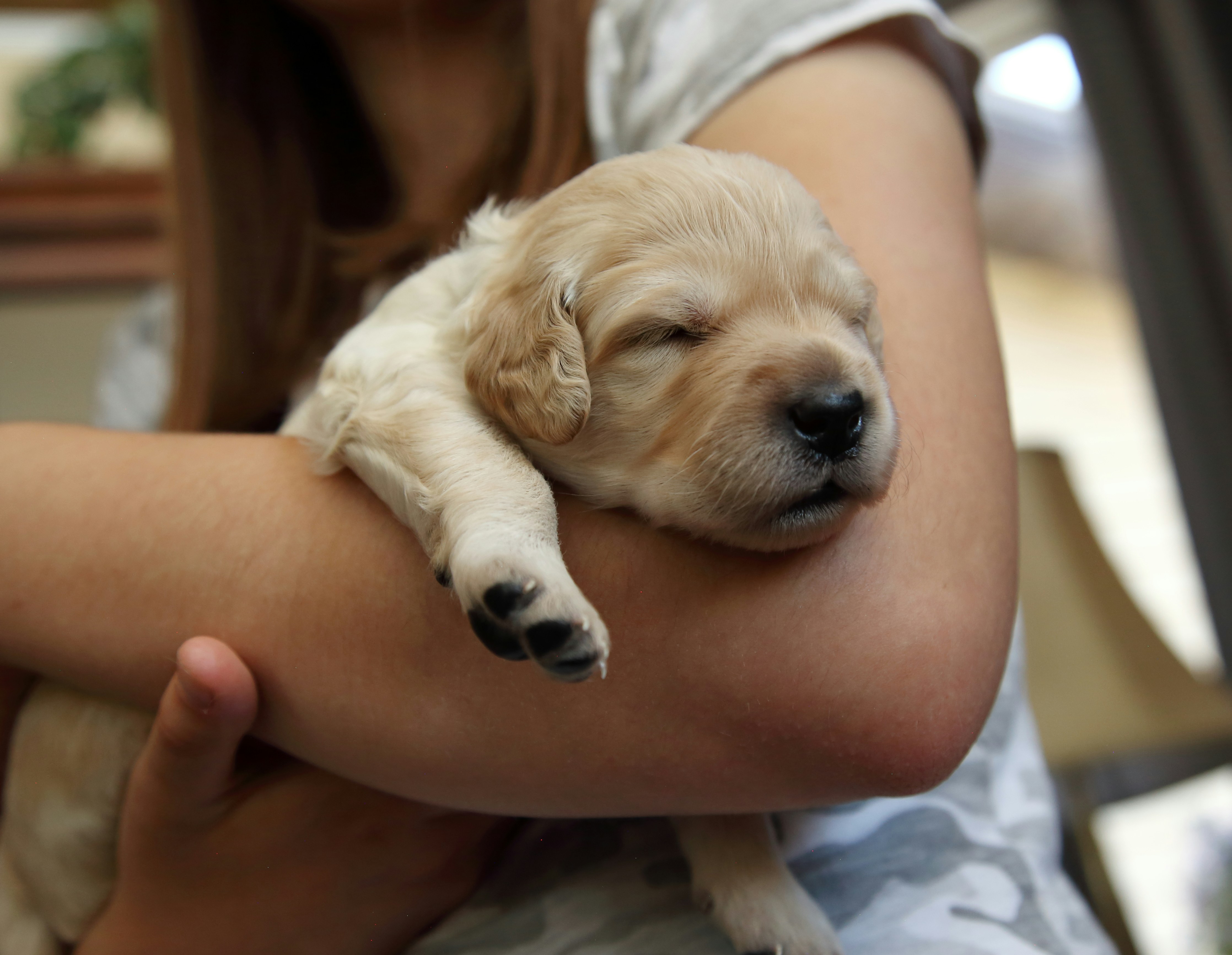 A person holds a sleeping golden retriever puppy.