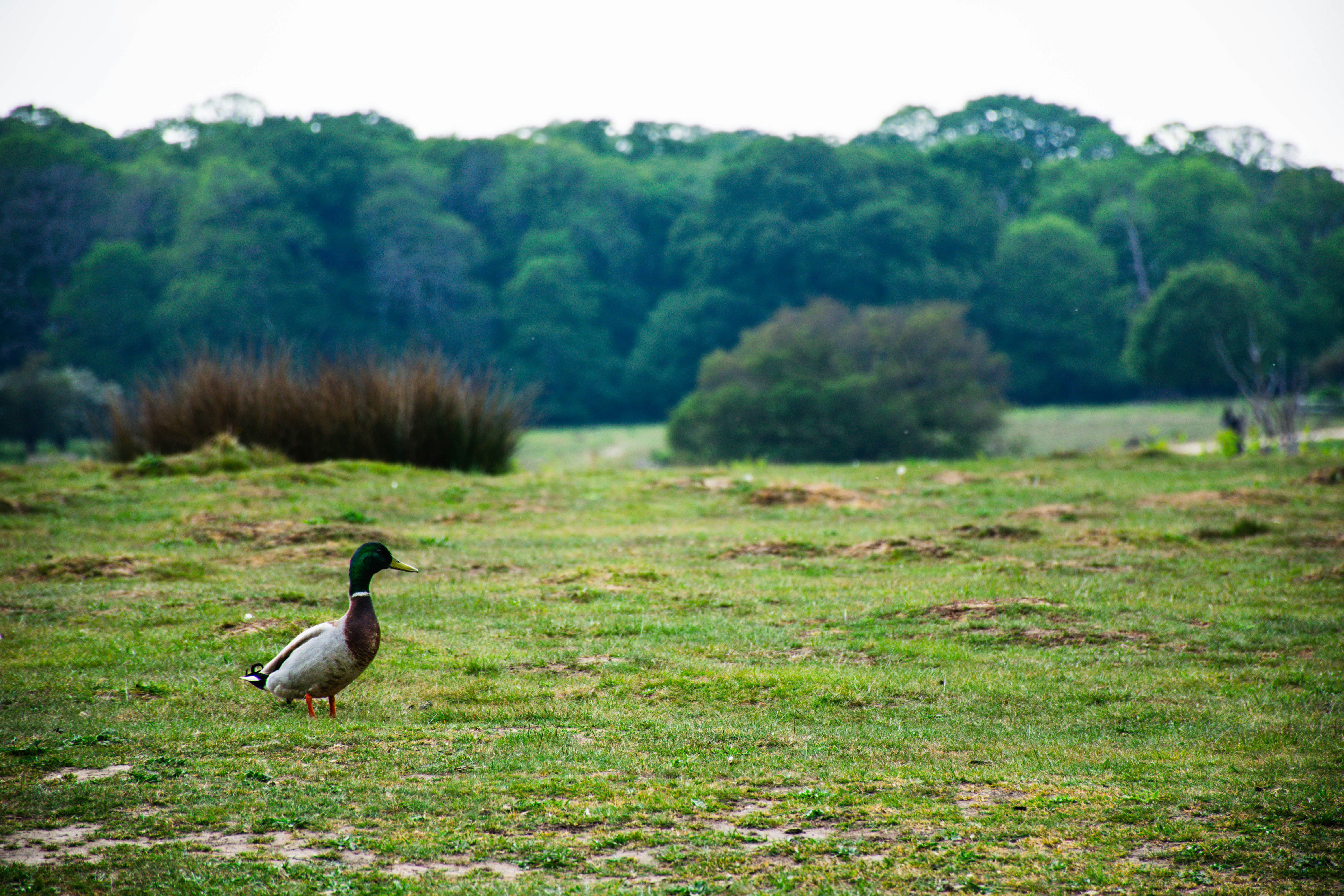 Seekor bebek mallard berdiri di lapangan hijau dengan pepohonan.