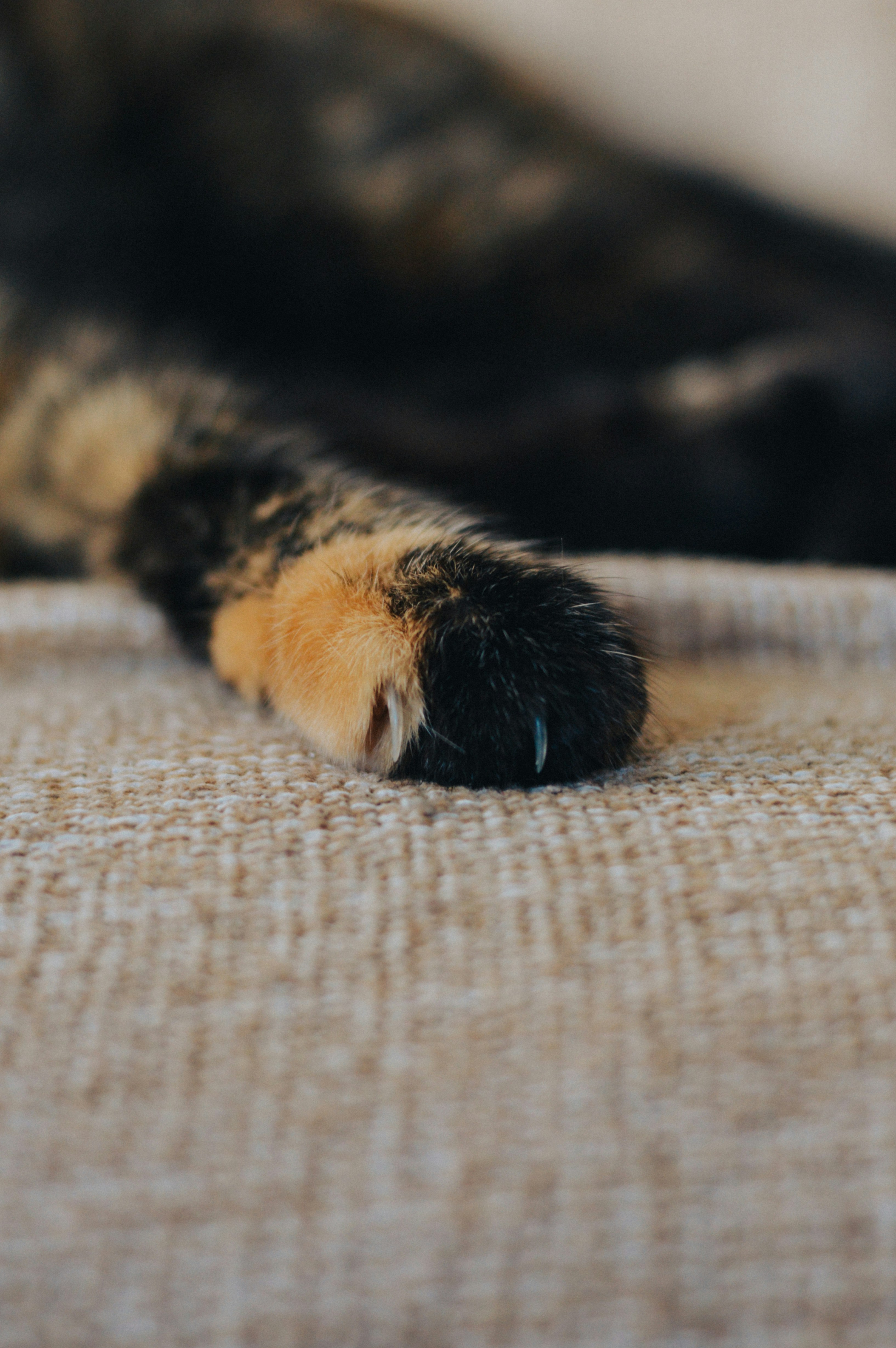 A cat's paw with a visible claw on textured fabric.