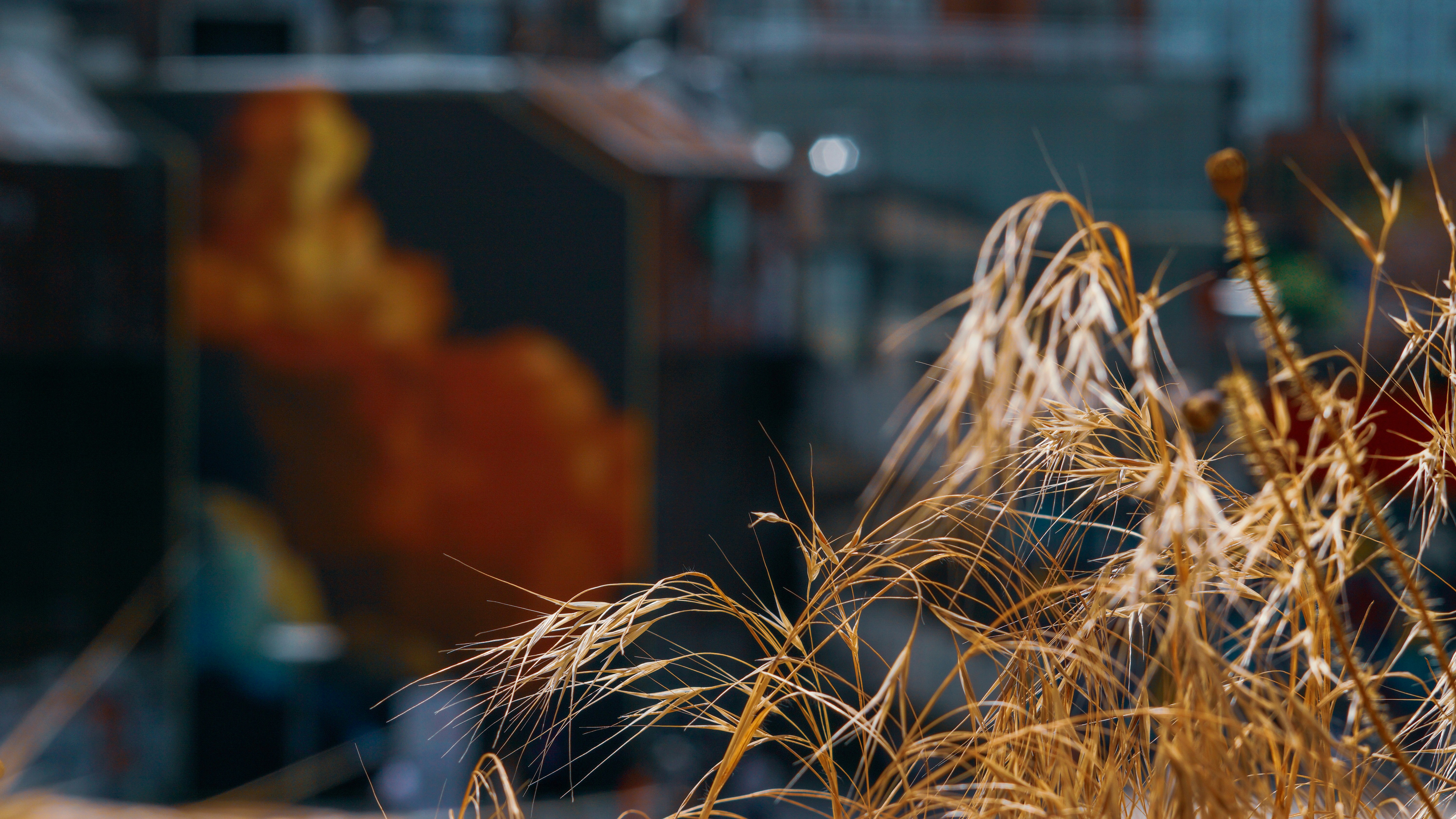 Dry golden grass with a blurred orange background