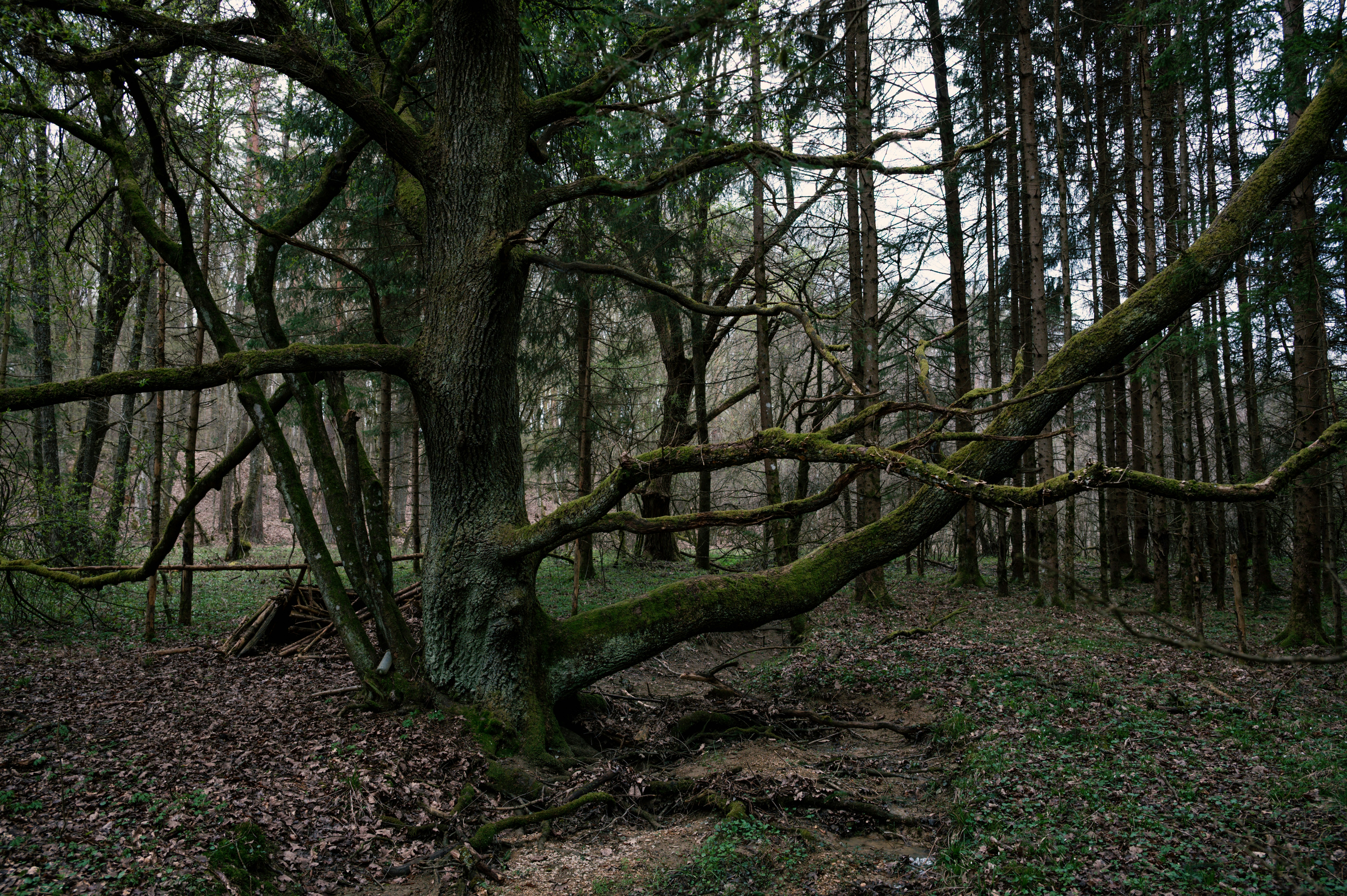Photo by buduczki