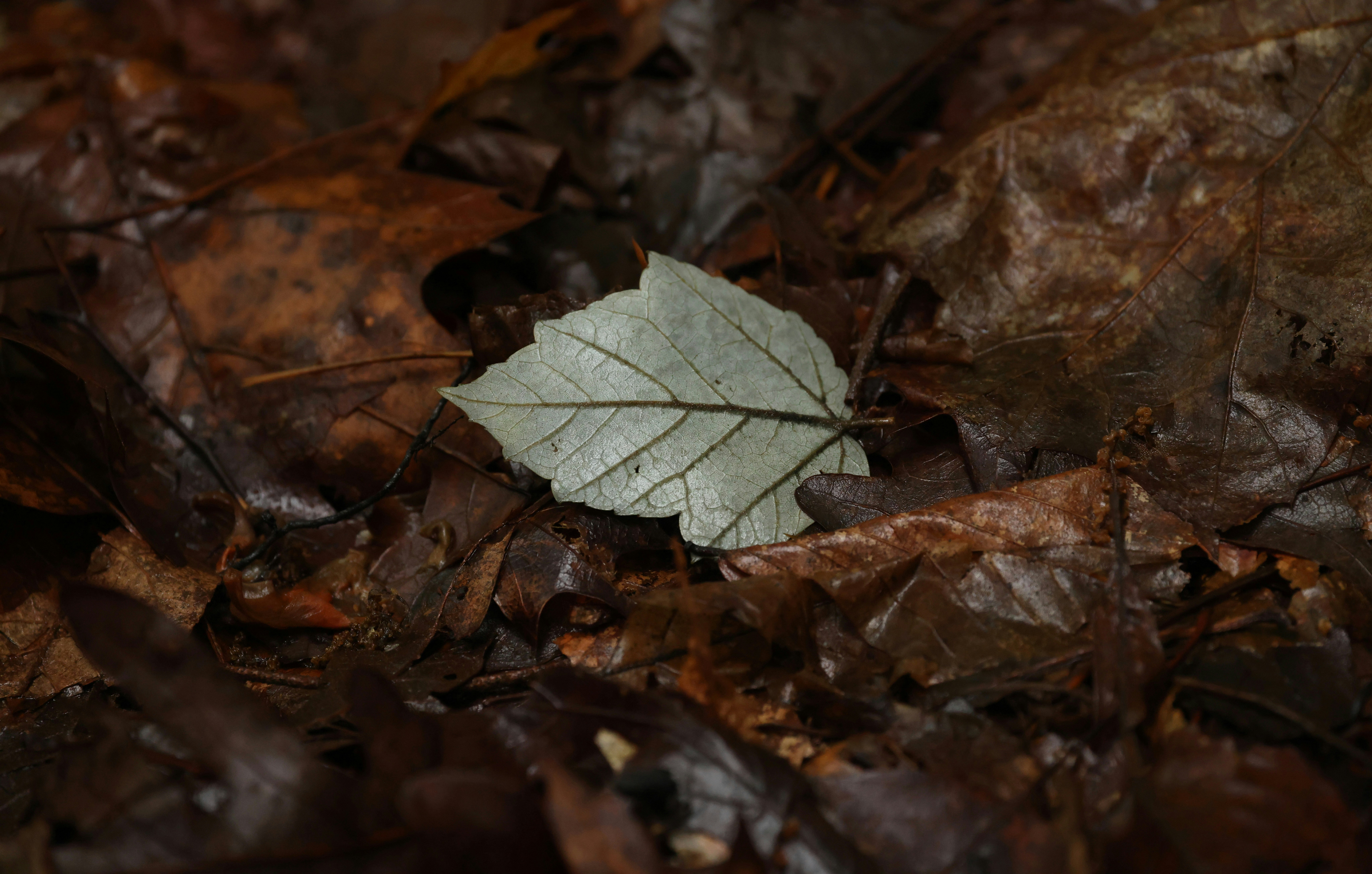 Photo by allbeck