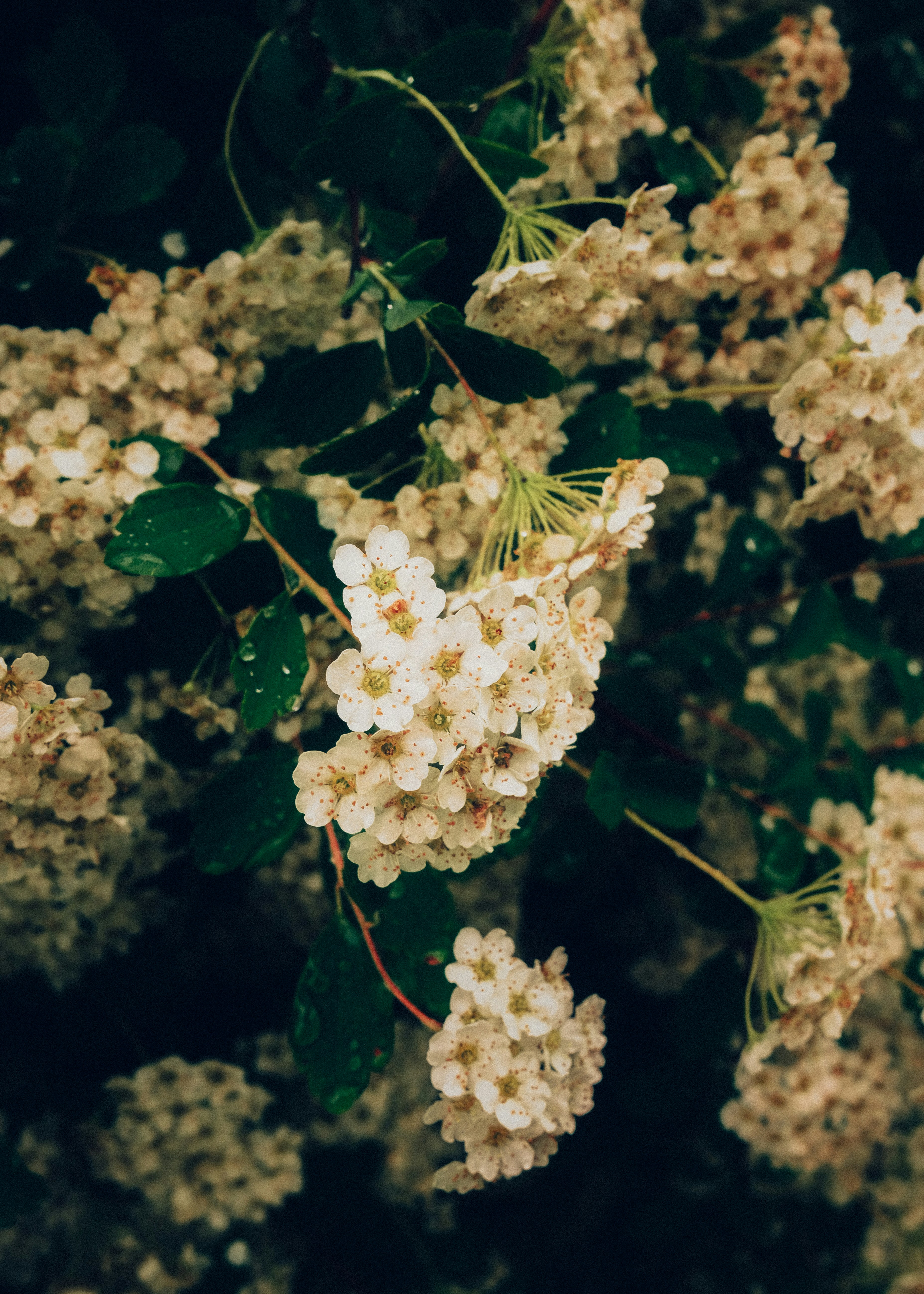 Photo by pray4bokeh