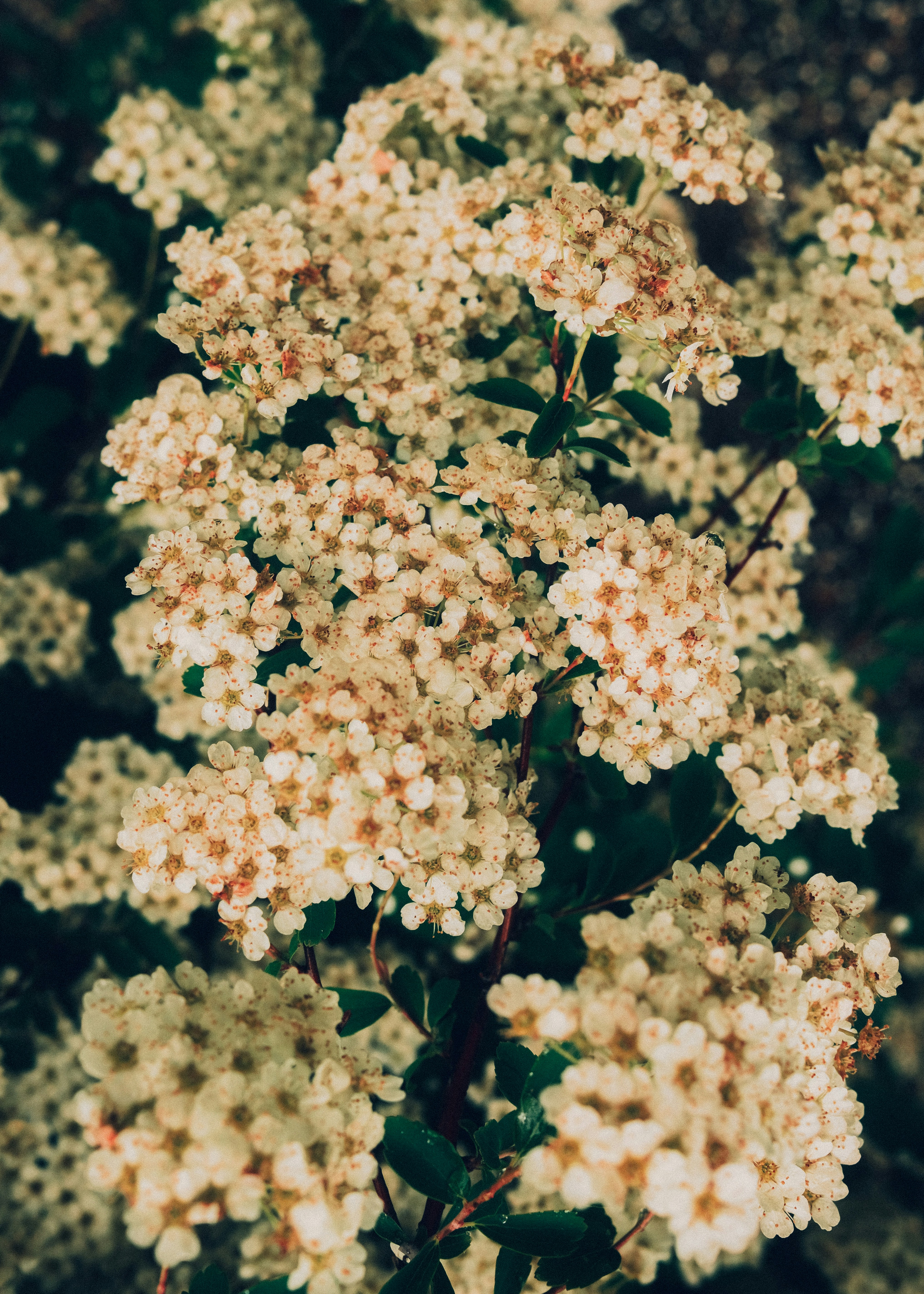 Photo by pray4bokeh