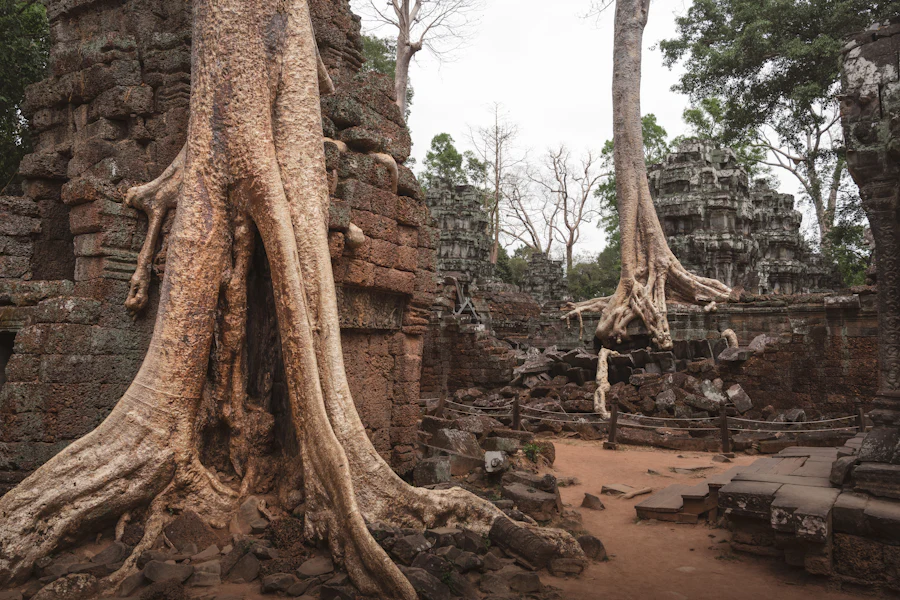 Mächtige Baumwurzeln wachsen über das Tor eines Tempels in Angkor