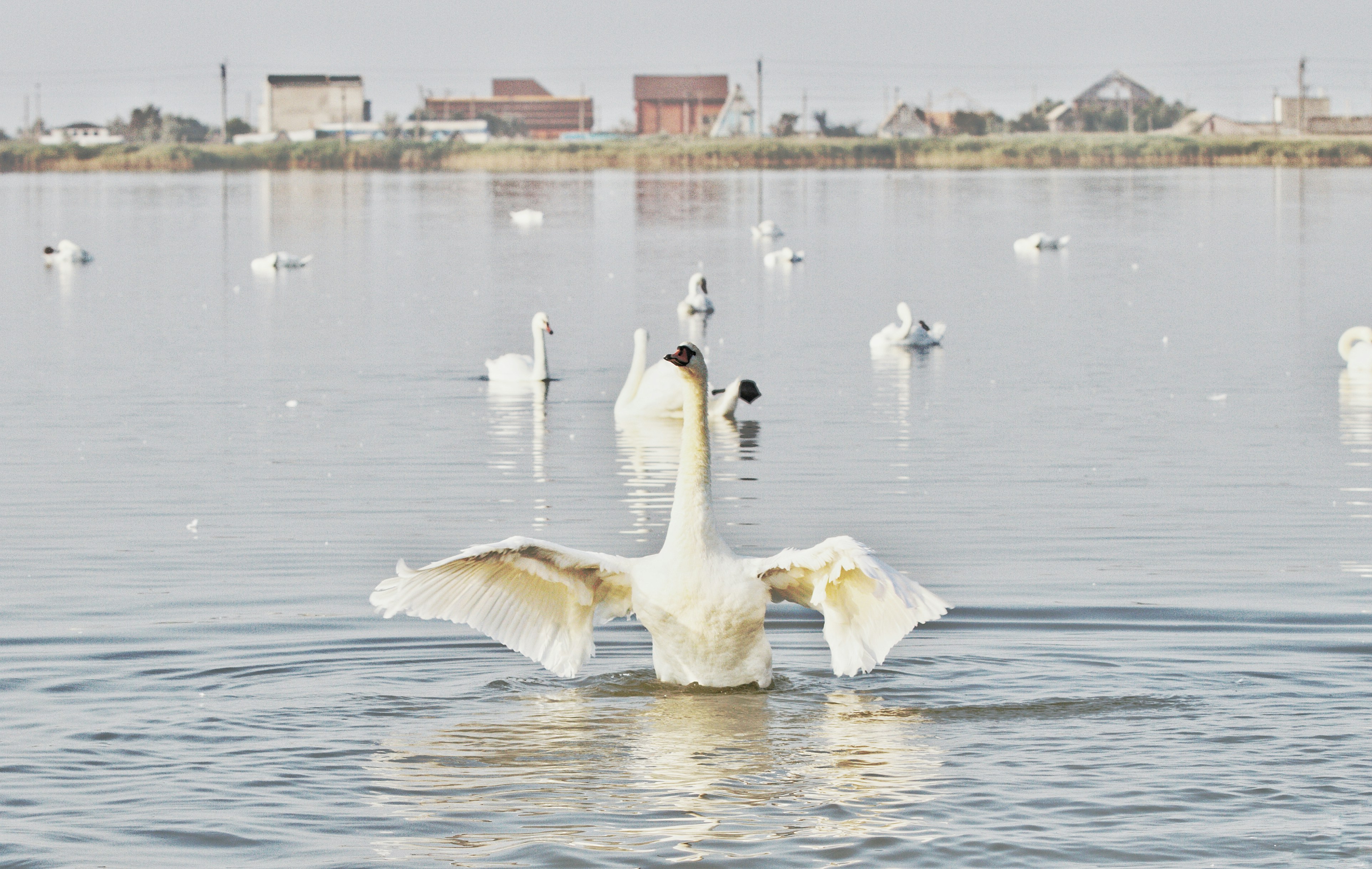 A white swan stretches its wings on calm water.