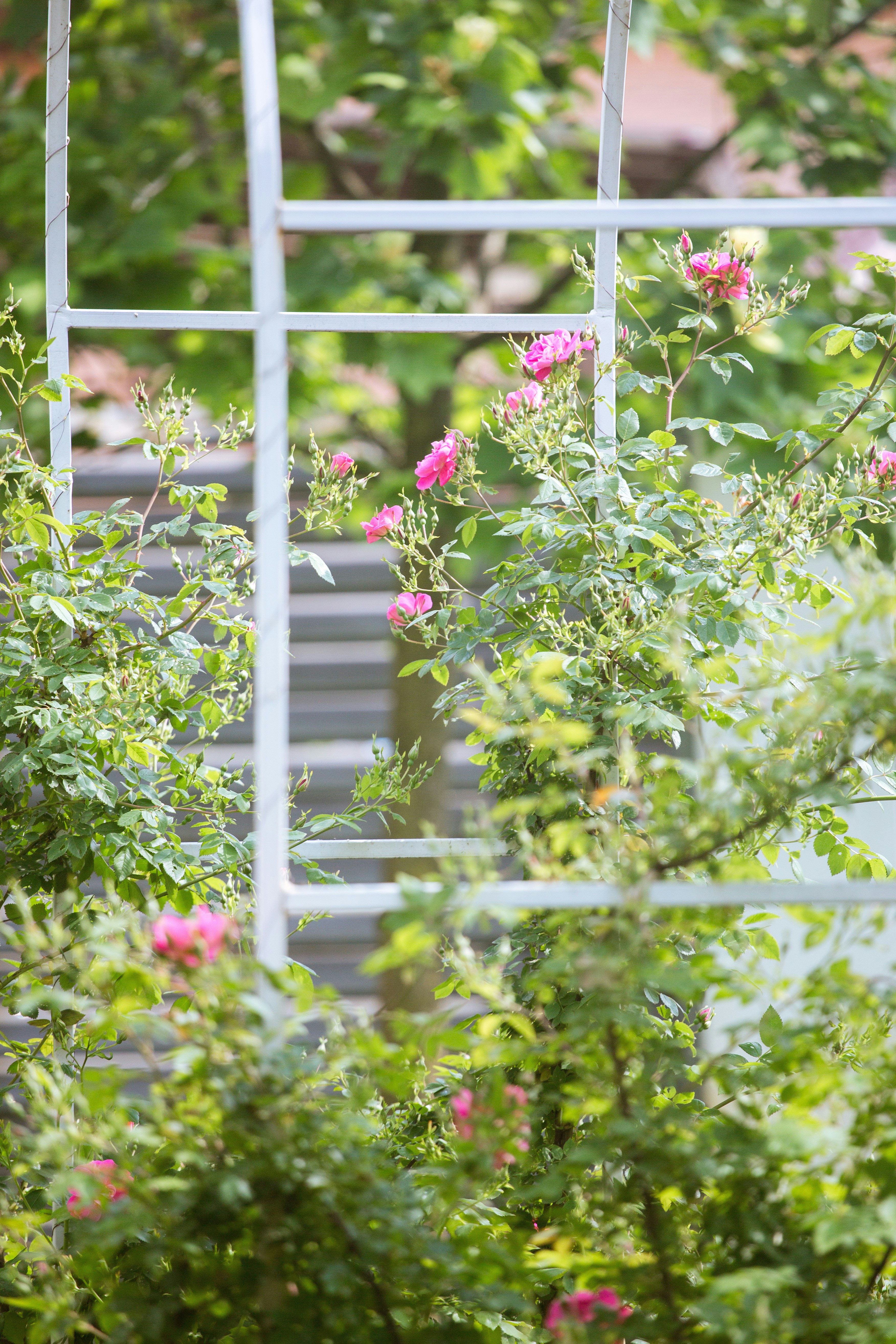 Rose Garden Hideaway — a secluded cottage with blooming gardens