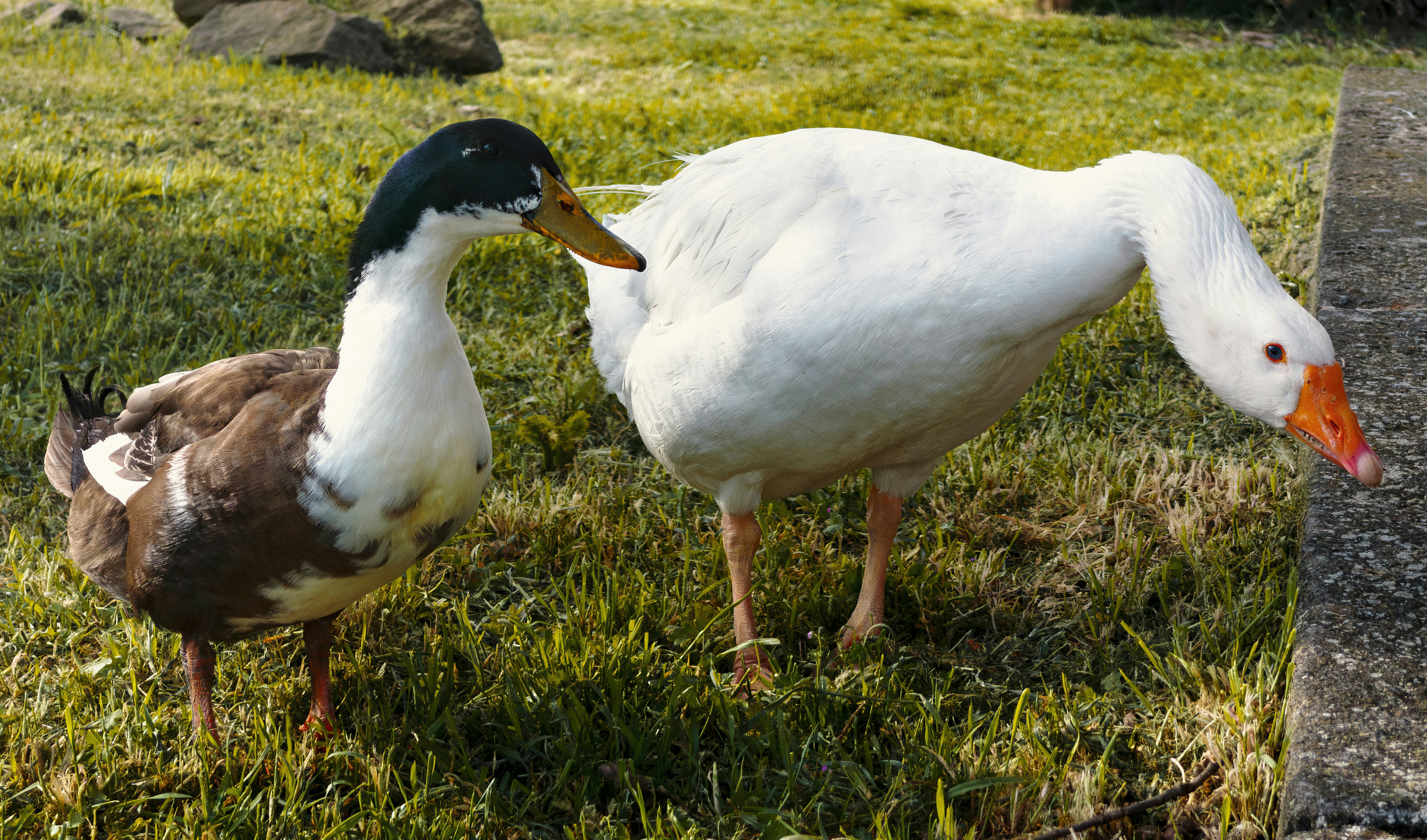 Un'anatra marrone e un'oca bianca sull'erba verde.