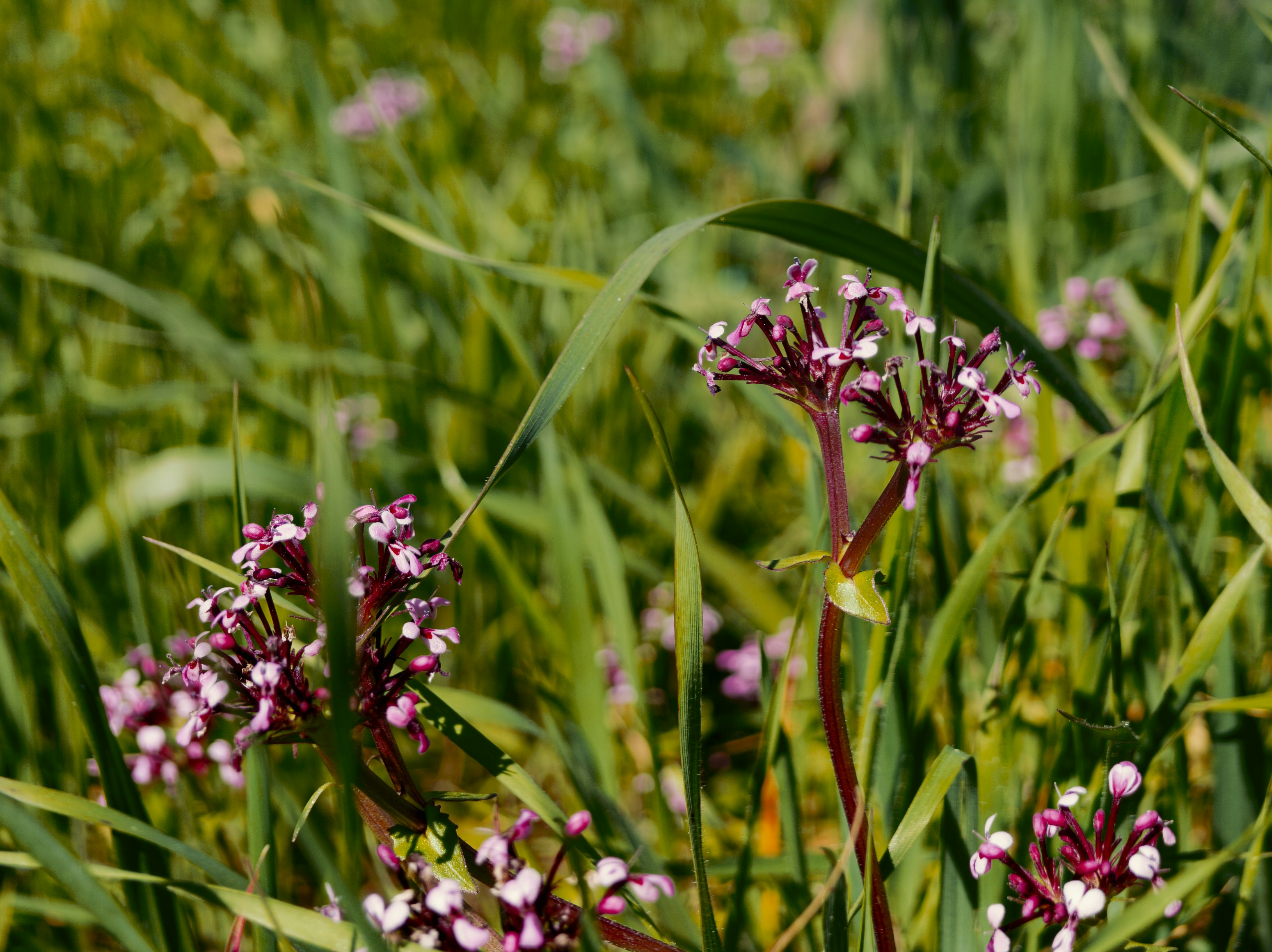 Piccoli fiori rosa che sbocciano tra l'erba verde e vibrante.