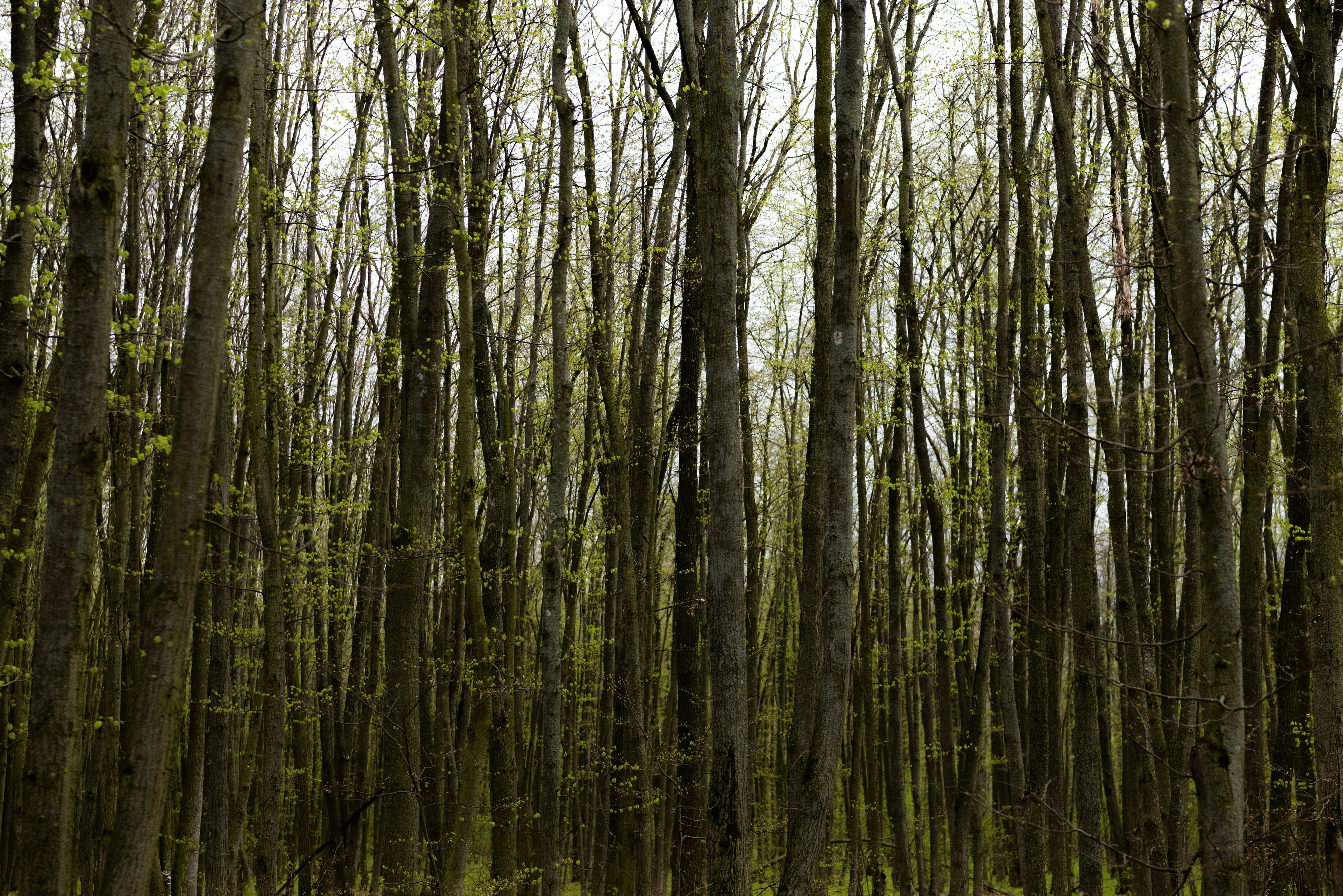 Dense forest with tall, slender trees and new green leaves