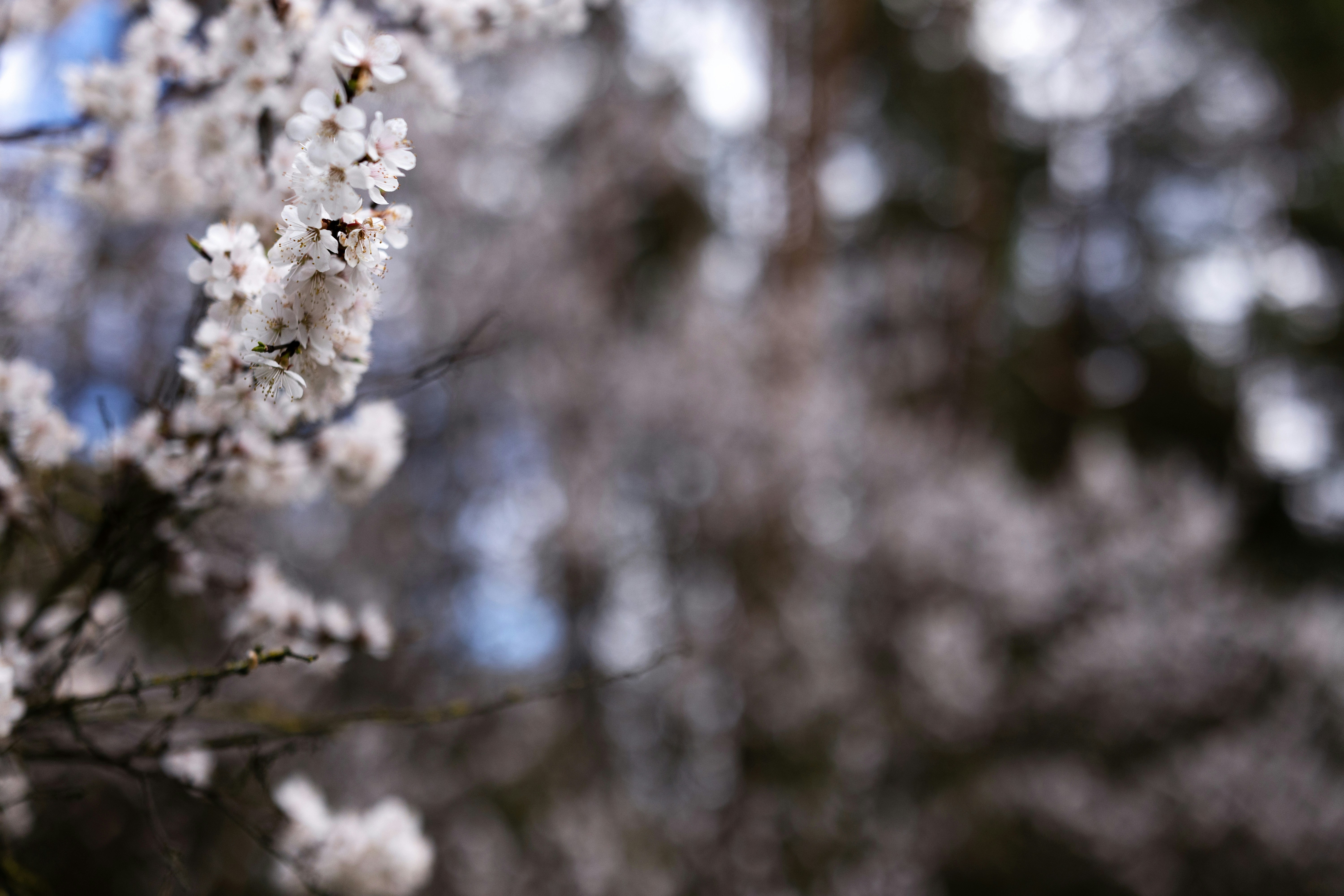 Photo by anshved
