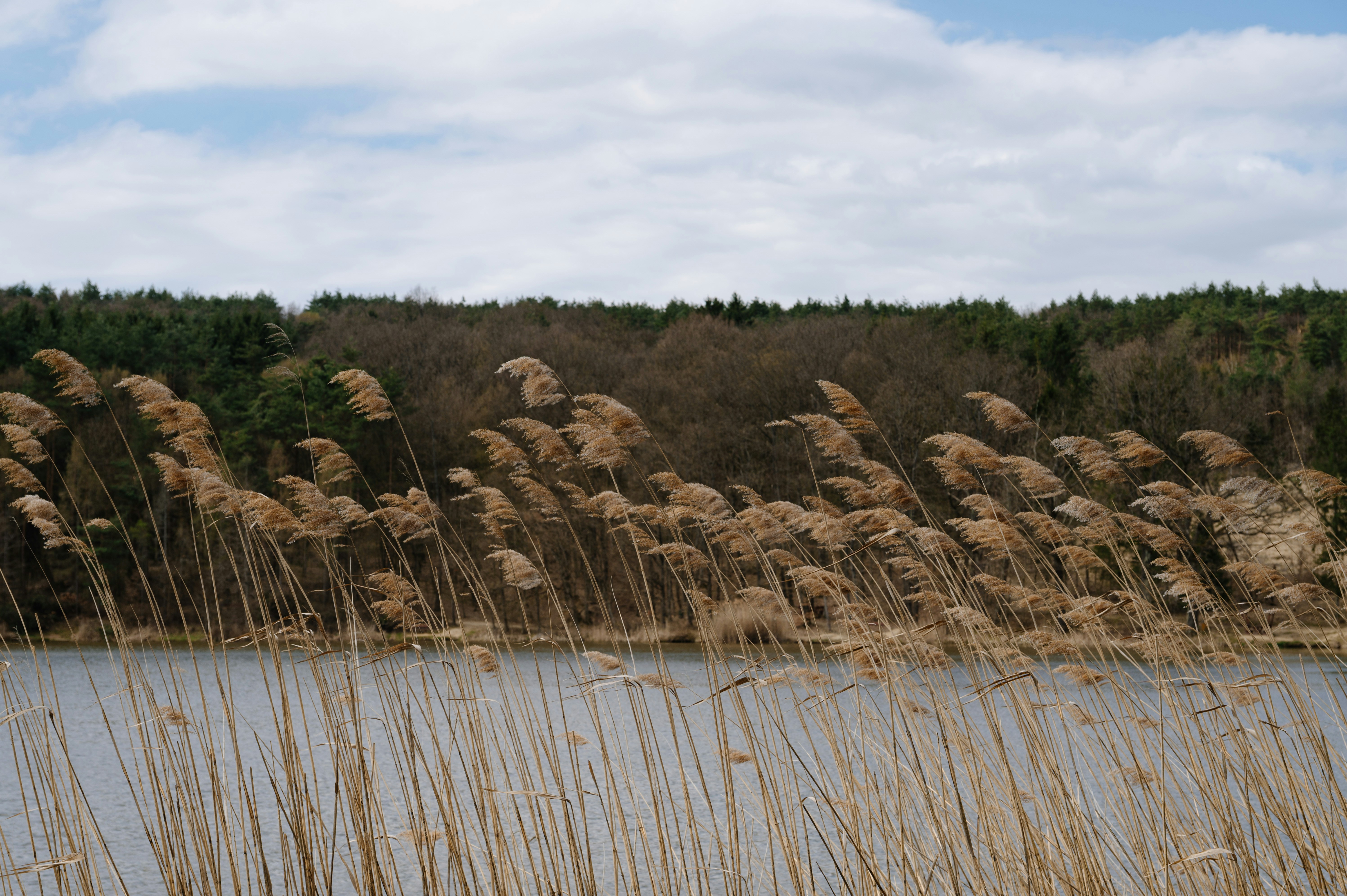 Dry reeds swaying by a lake with trees and sky.