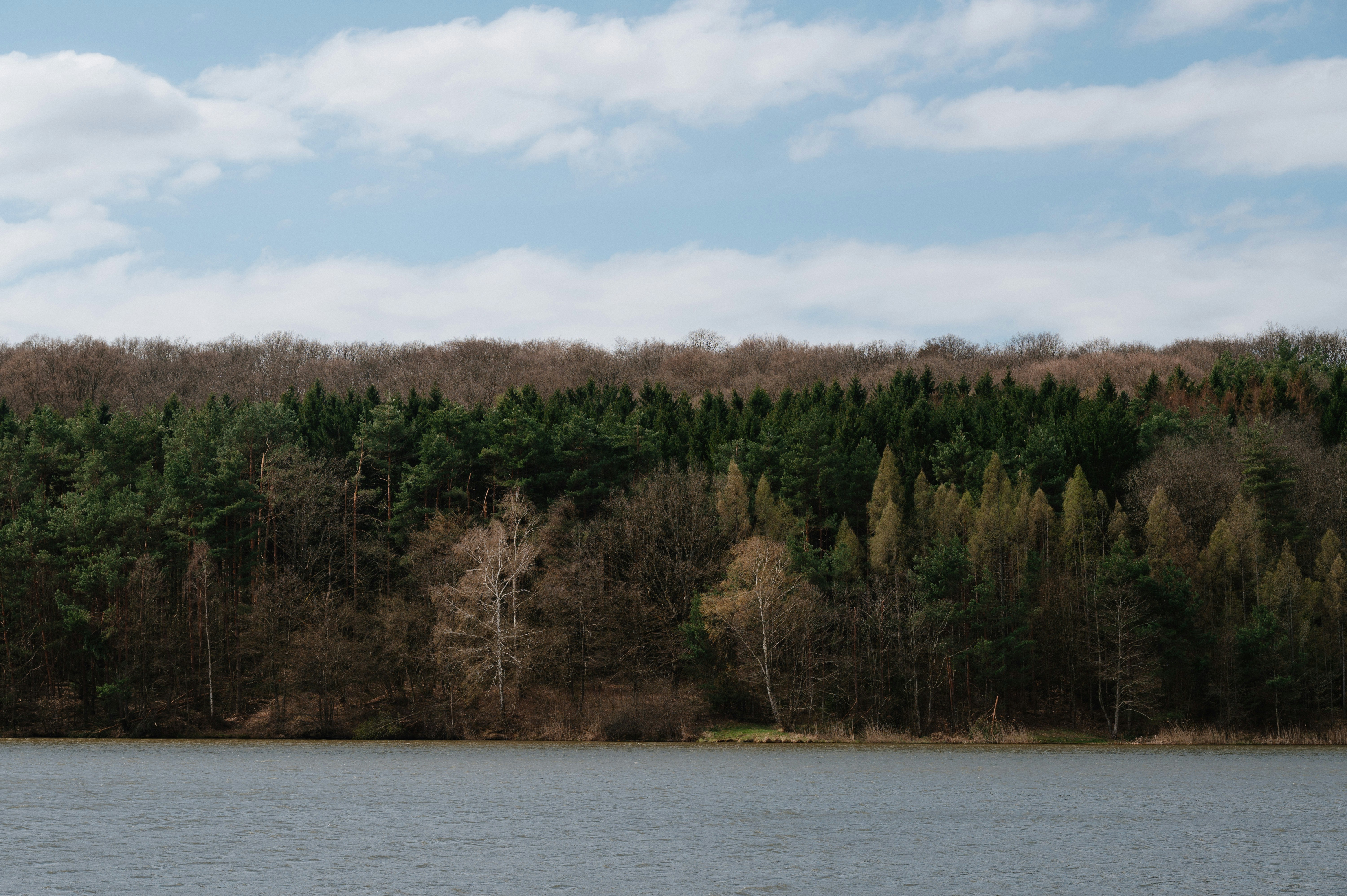Dense forest meets tranquil water under a partially cloudy sky.